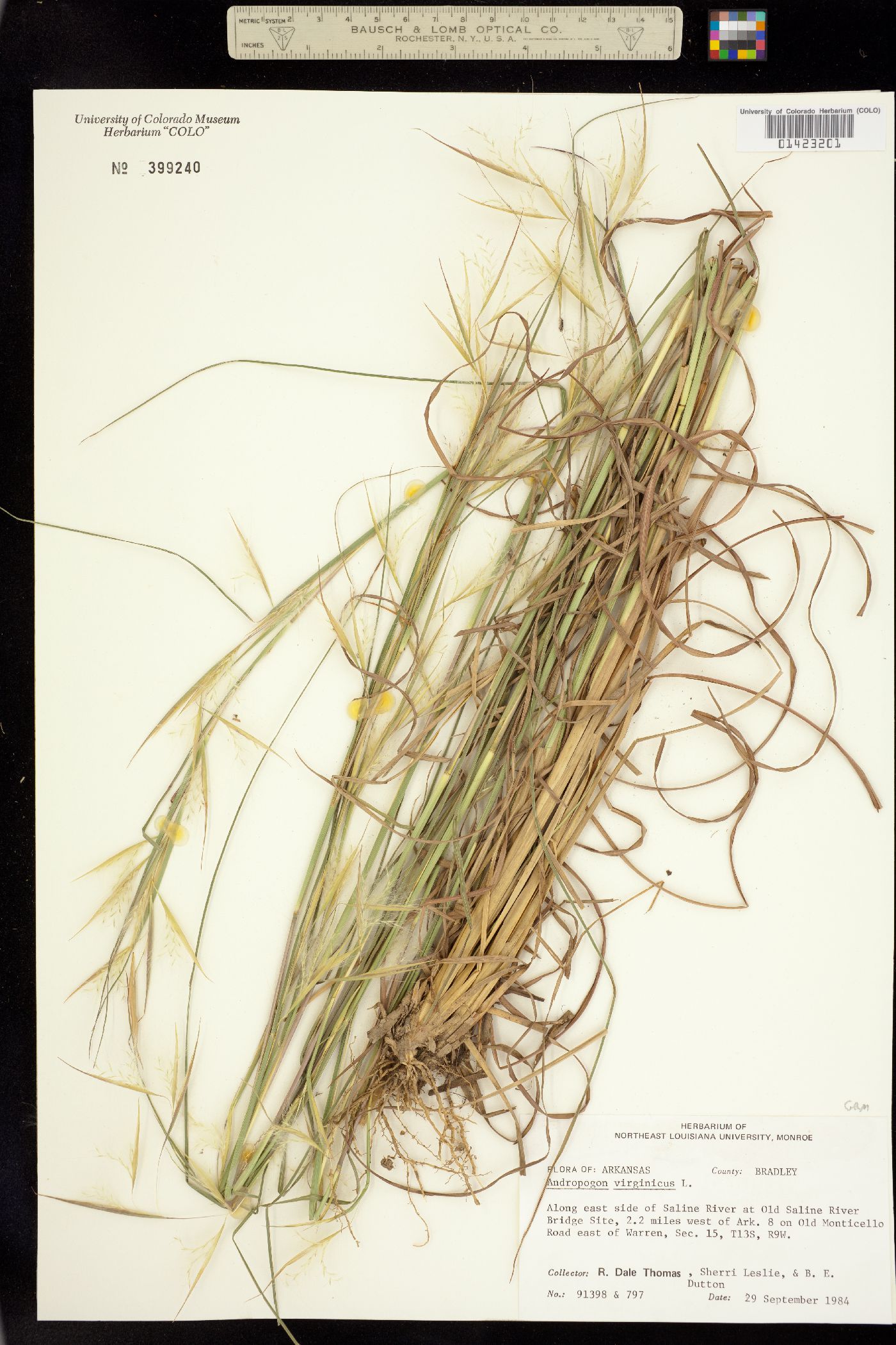 Andropogon virginicus image