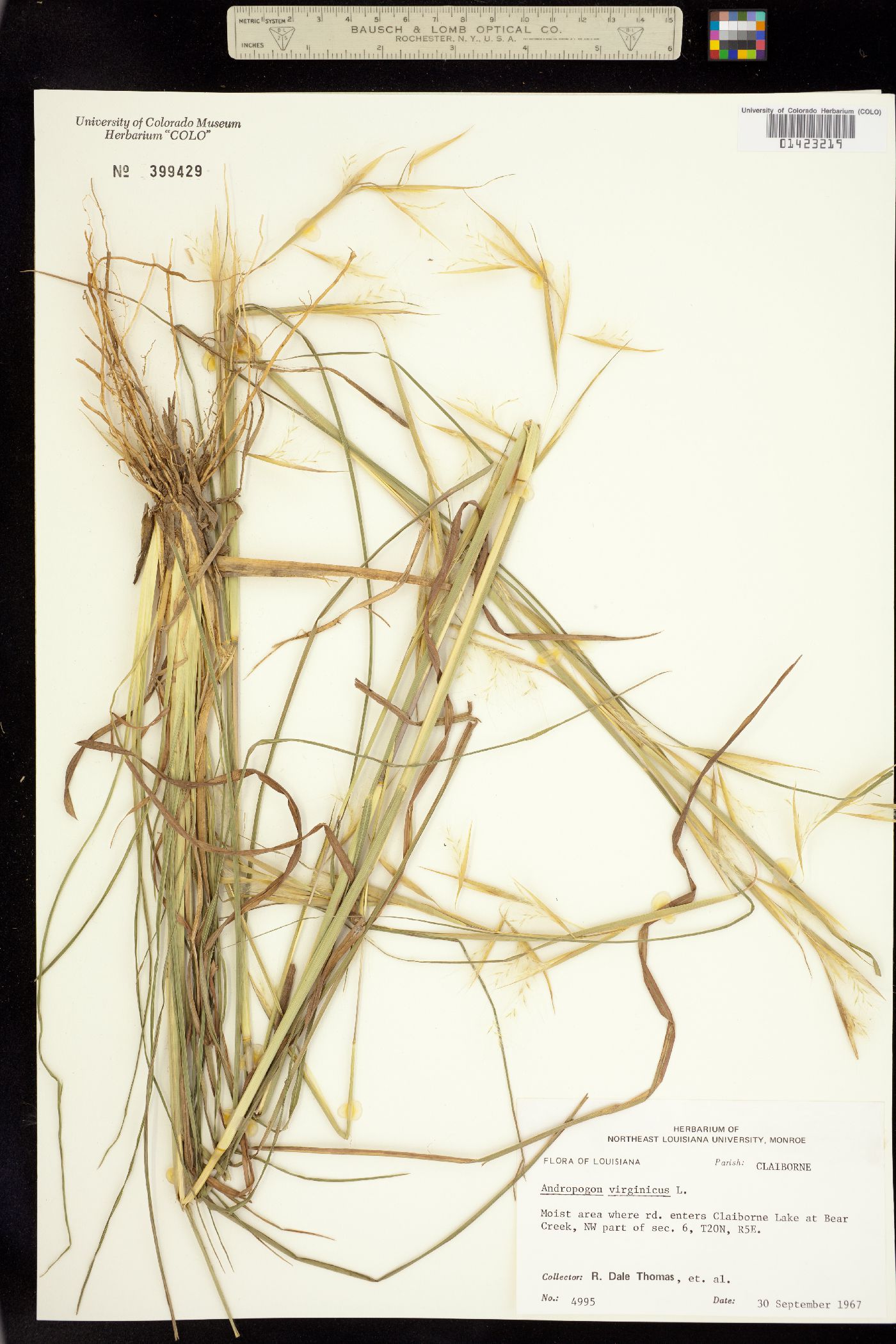 Andropogon virginicus image