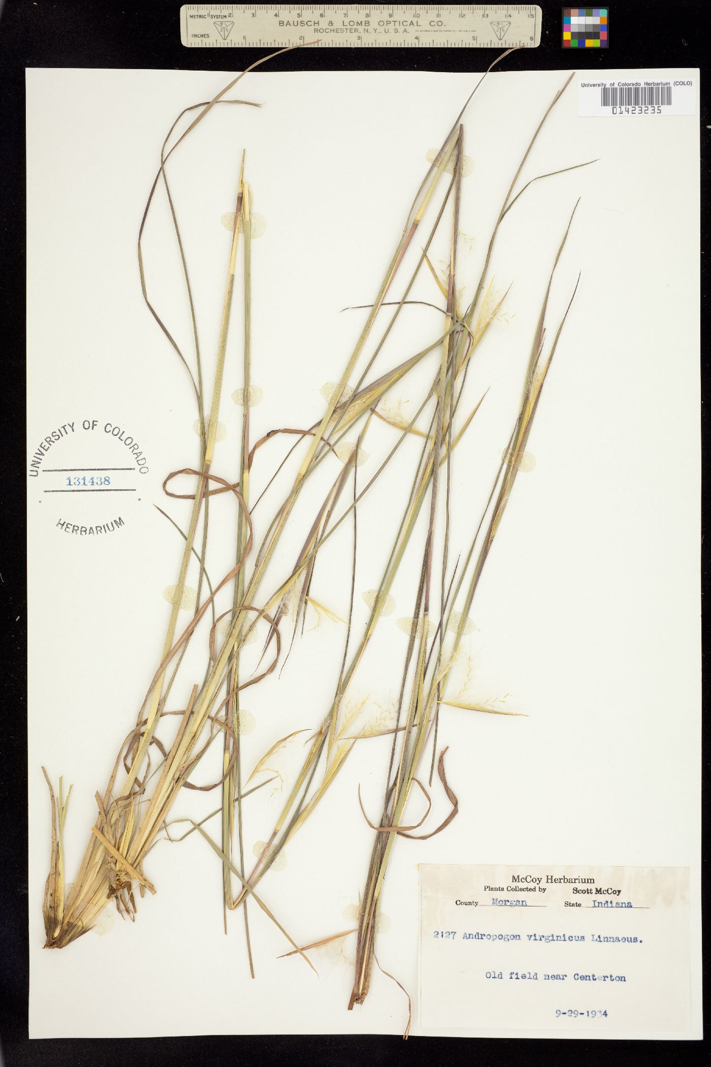 Andropogon virginicus image