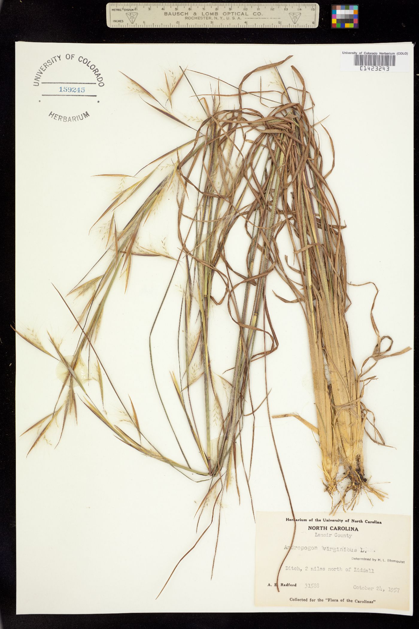 Andropogon virginicus image