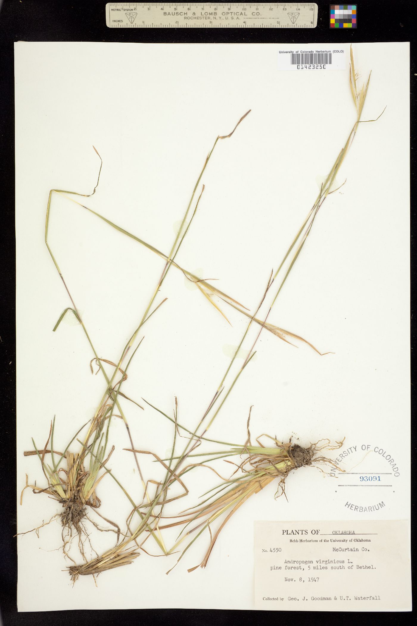 Andropogon virginicus image