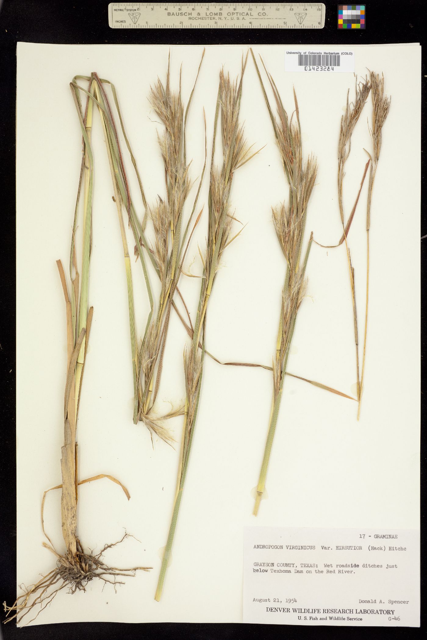 Andropogon virginicus image