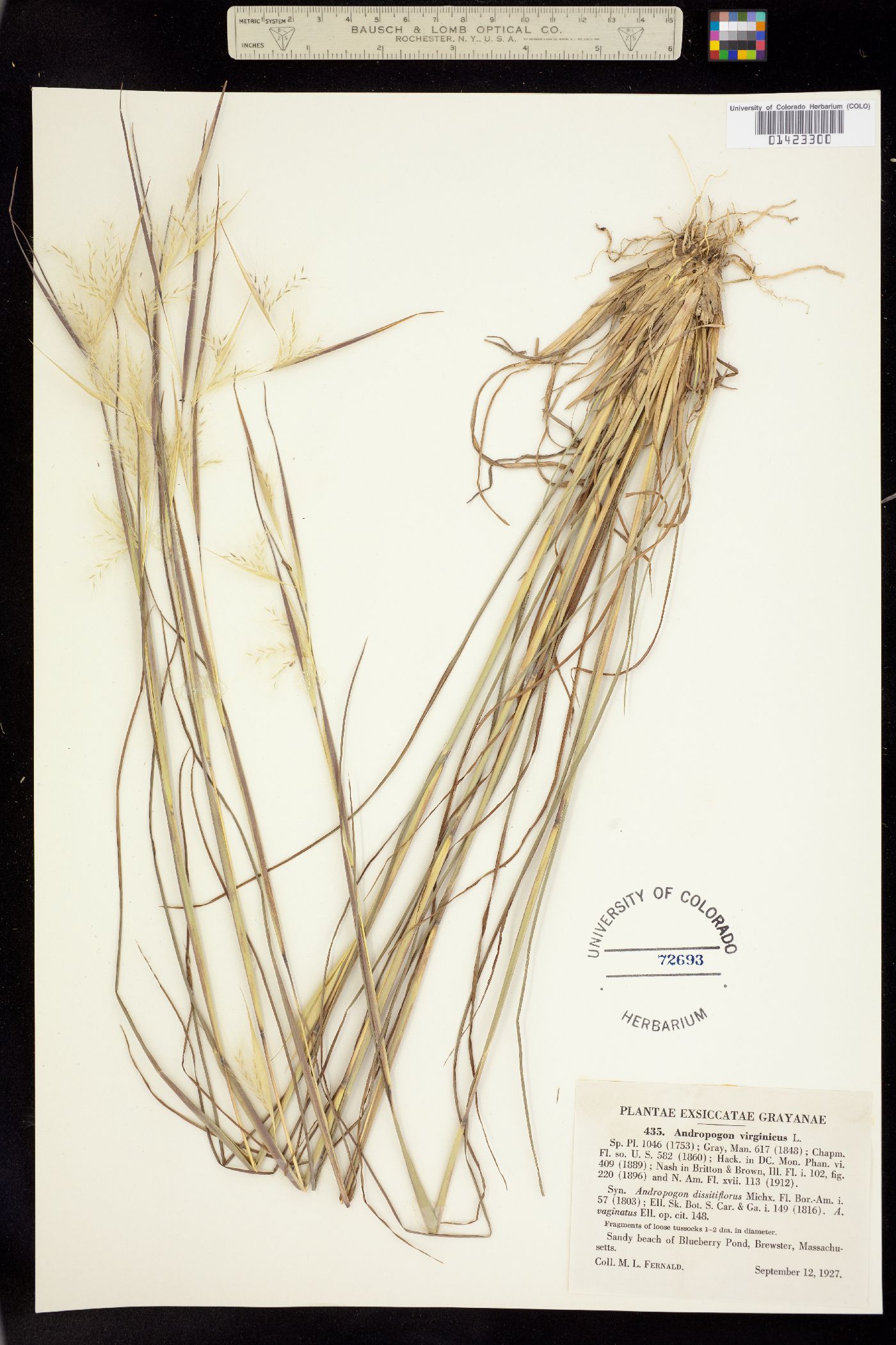 Andropogon virginicus image