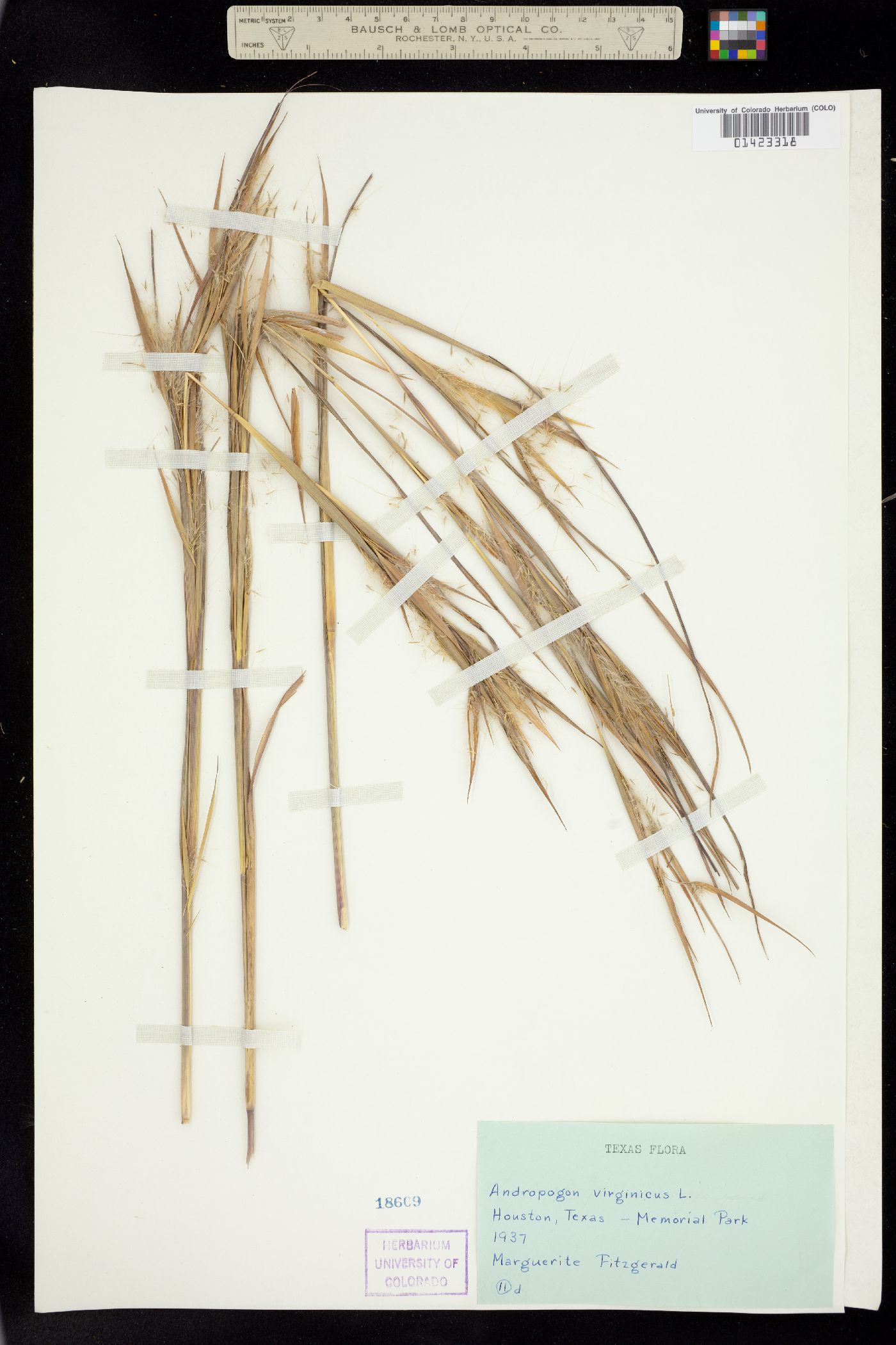 Andropogon virginicus image