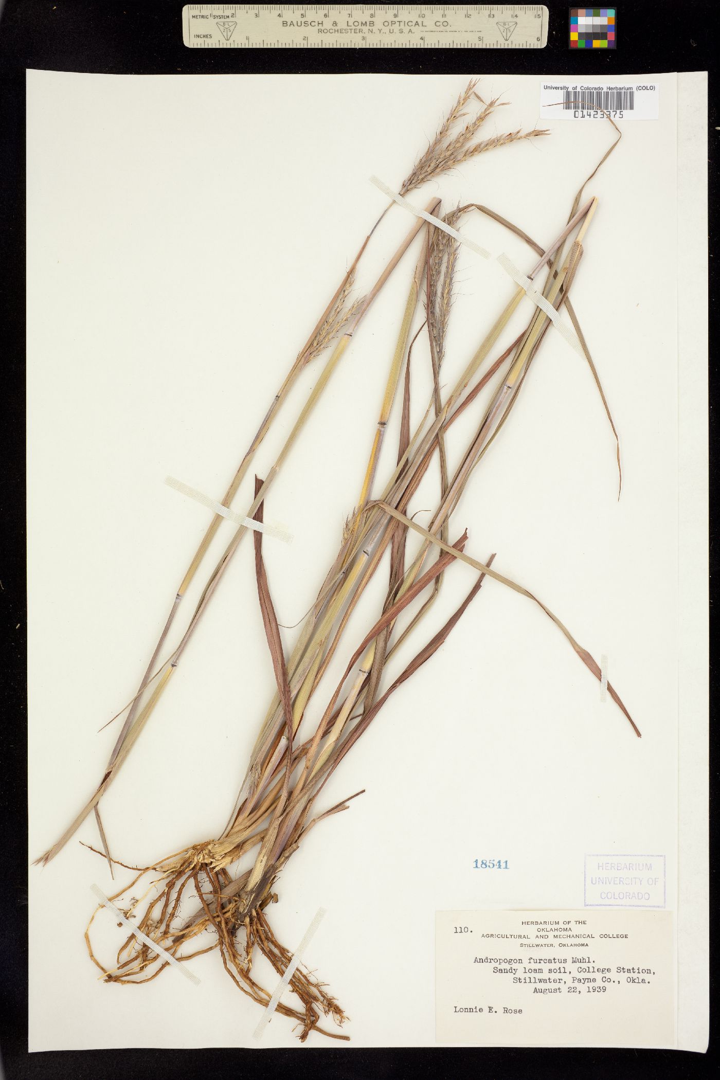 Andropogon image