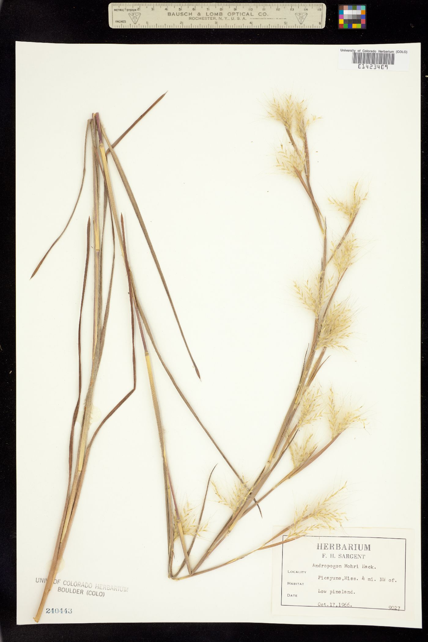 Andropogon mohrii image