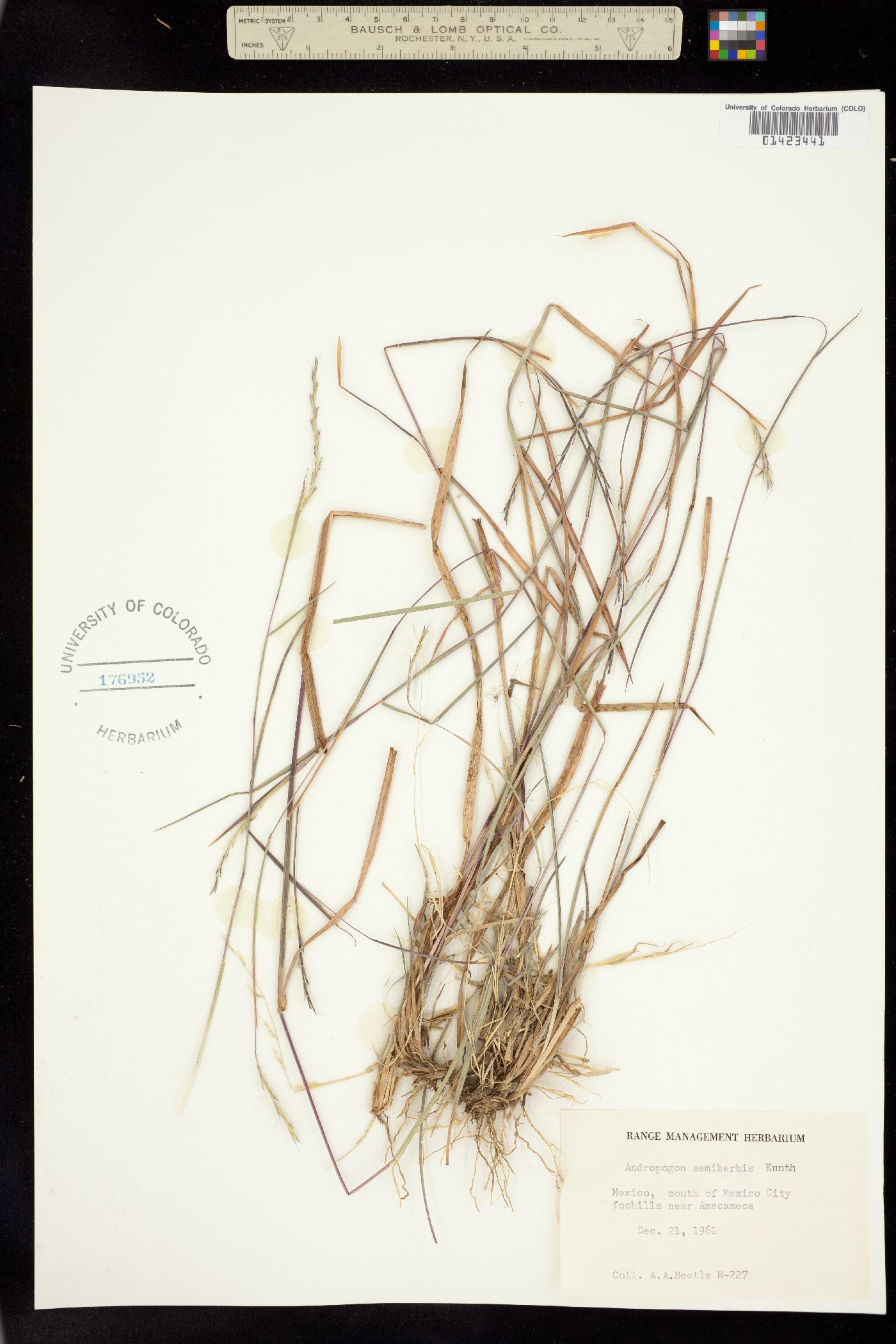 Schizachyrium sanguineum image