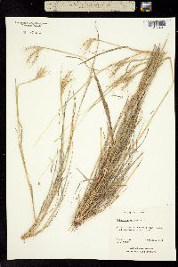 Image of Dichanthium sericeum