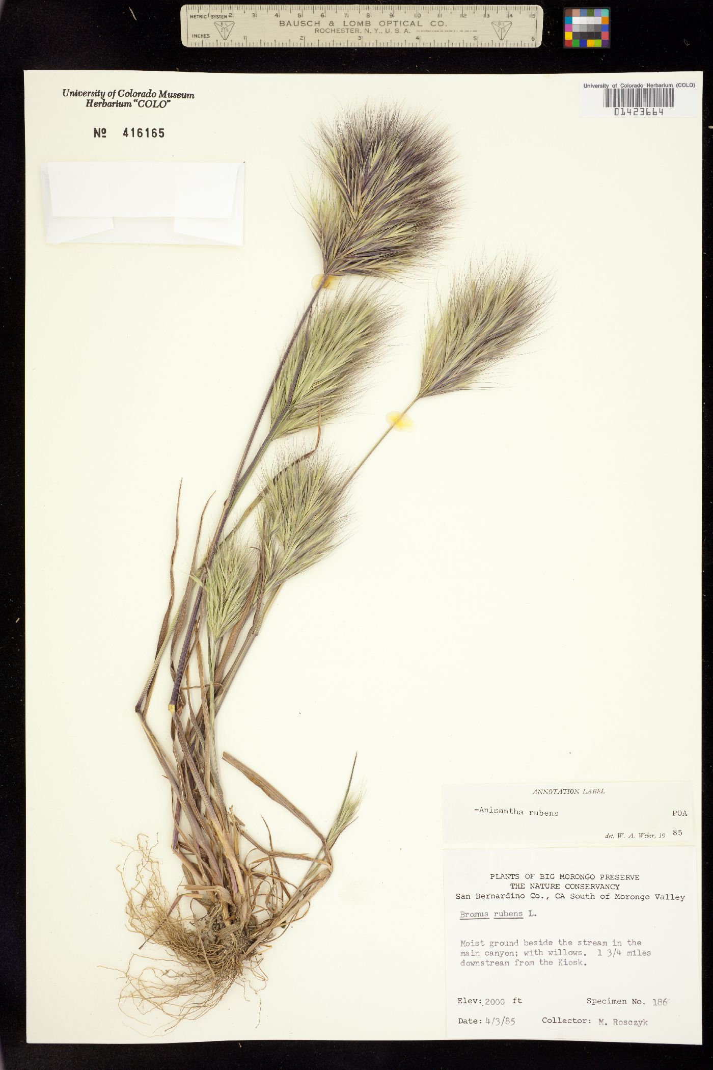 Bromus rubens image