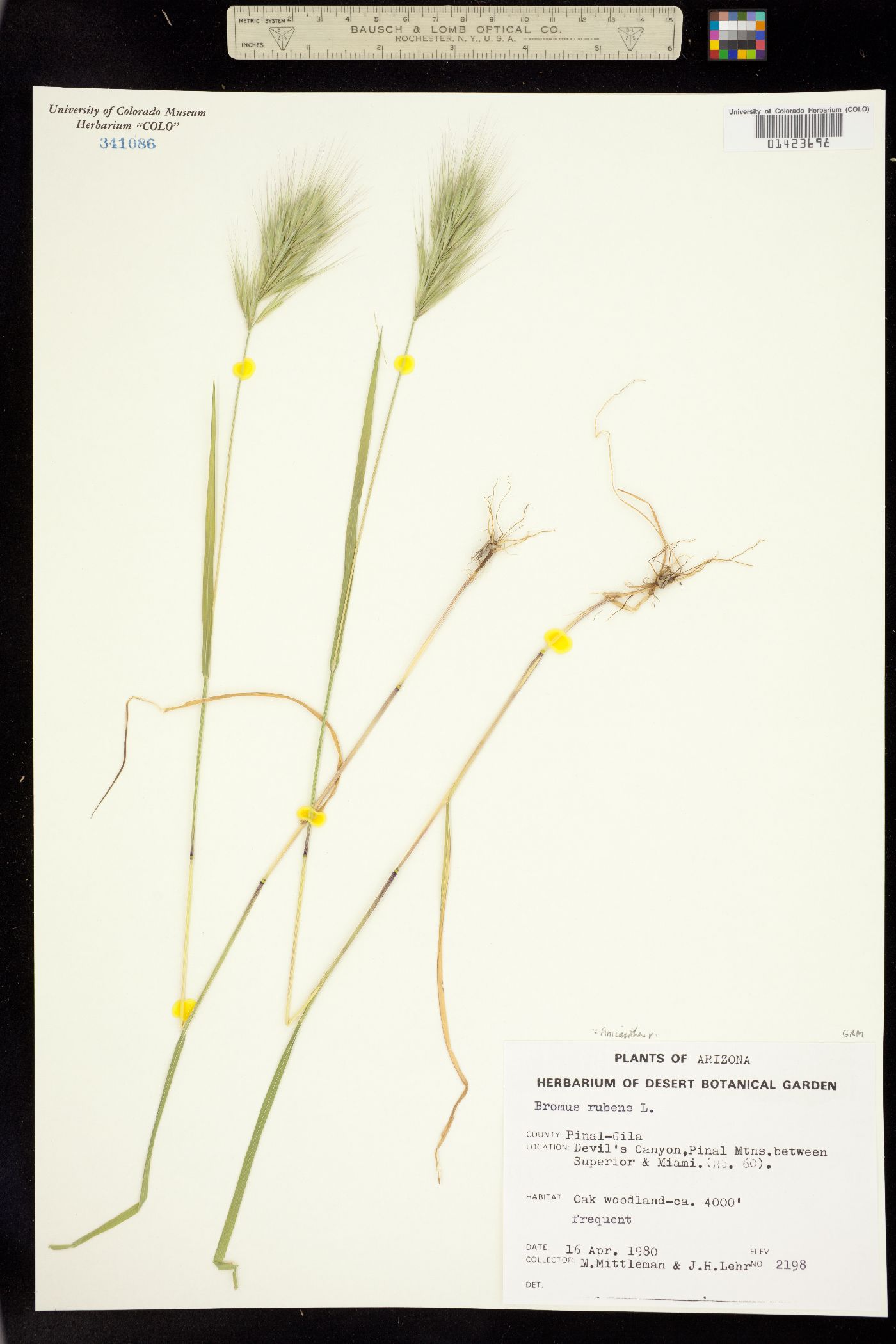 Bromus image