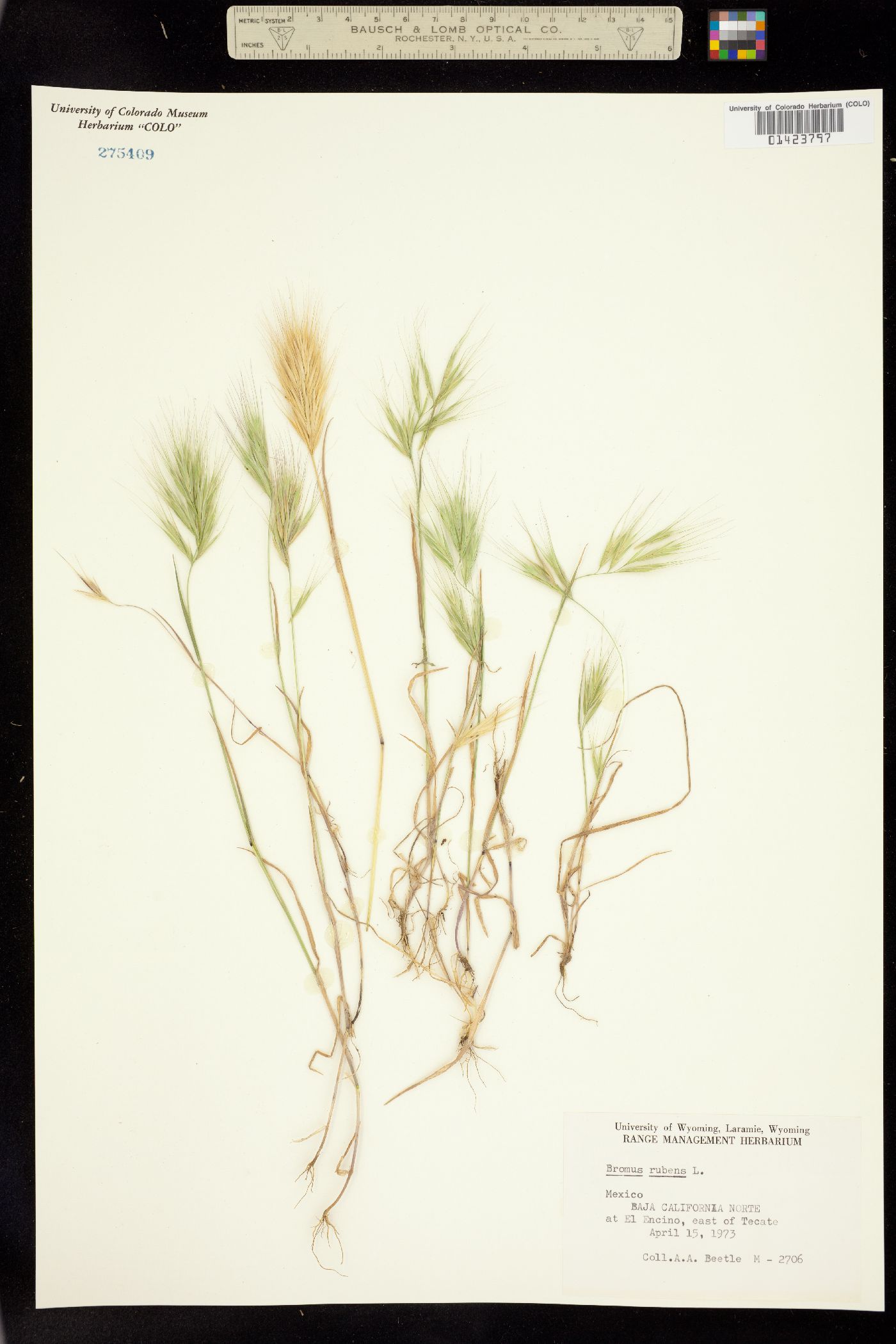 Bromus rubens image