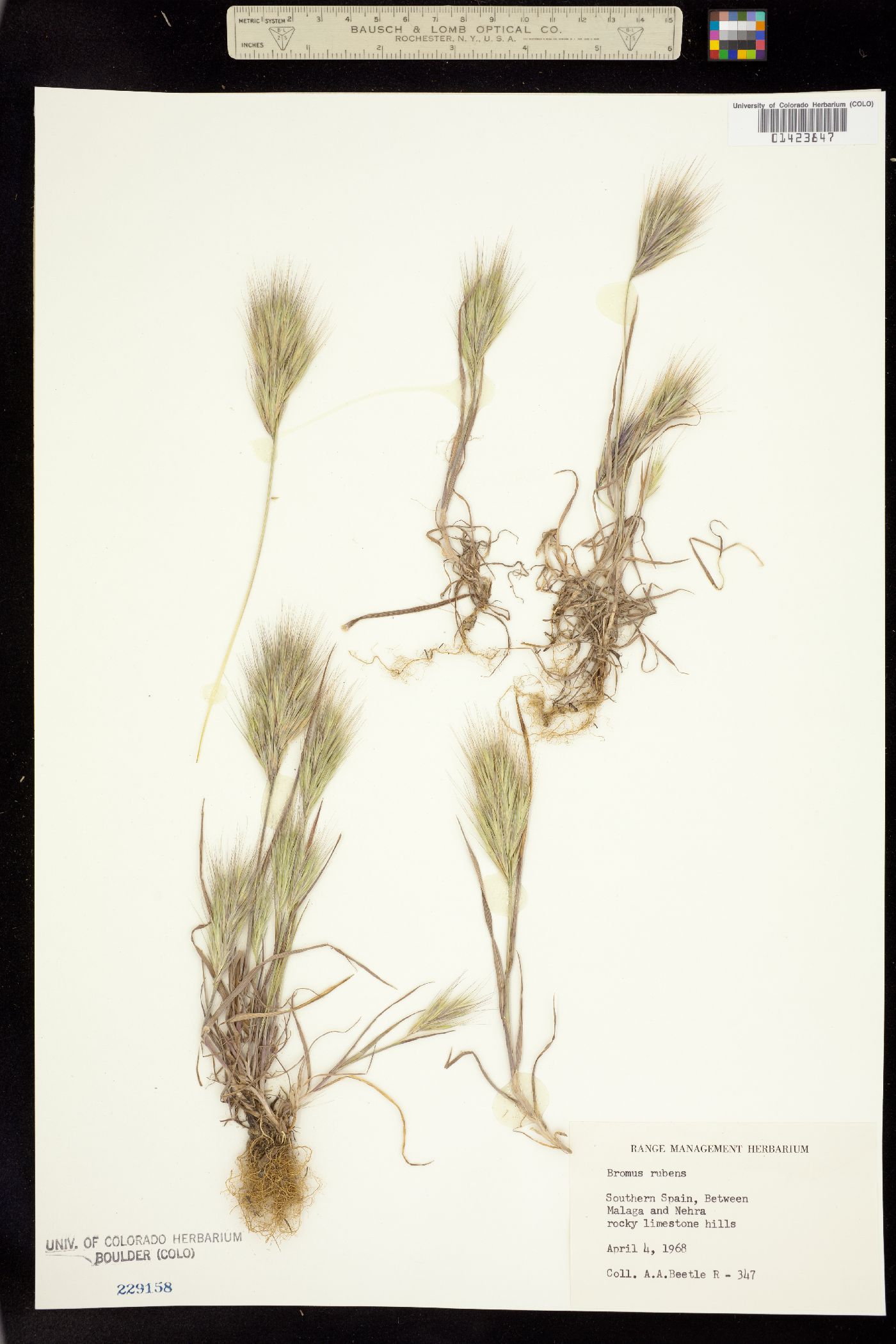 Bromus rubens image
