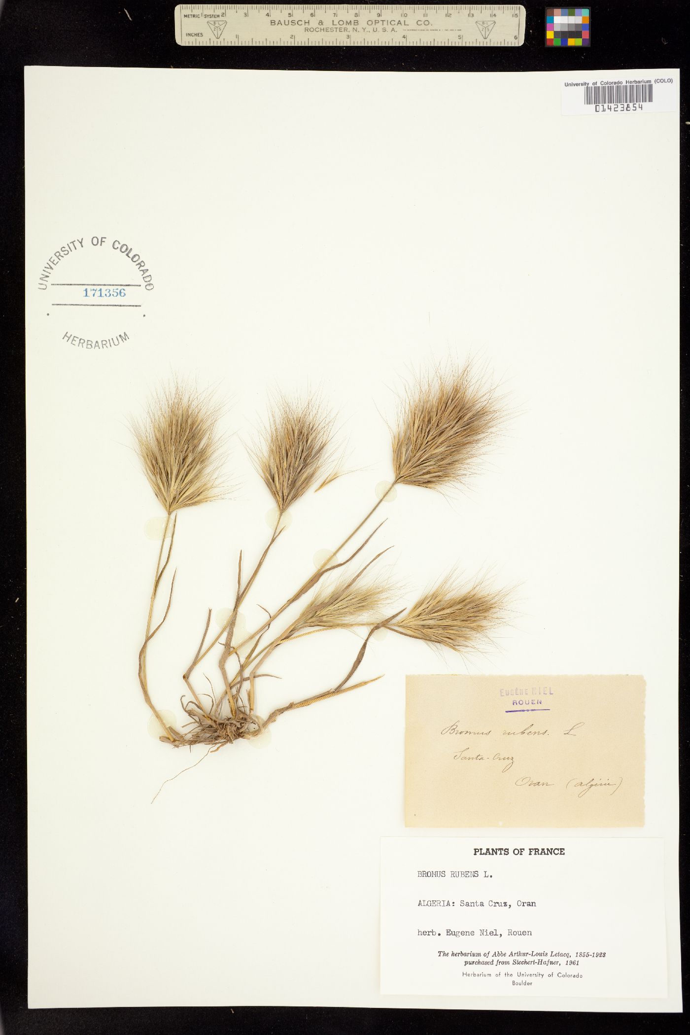 Bromus rubens image