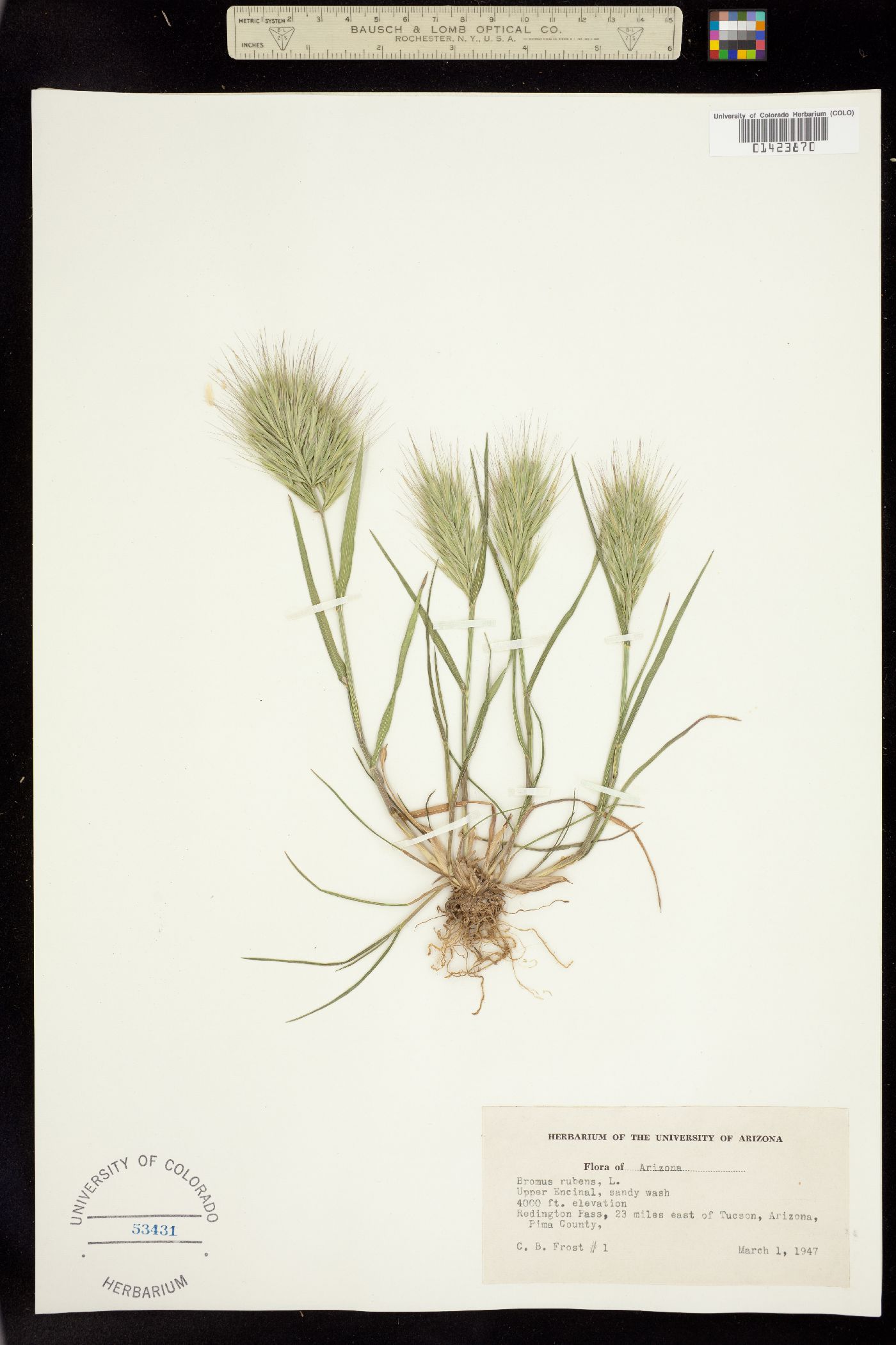 Bromus rubens image