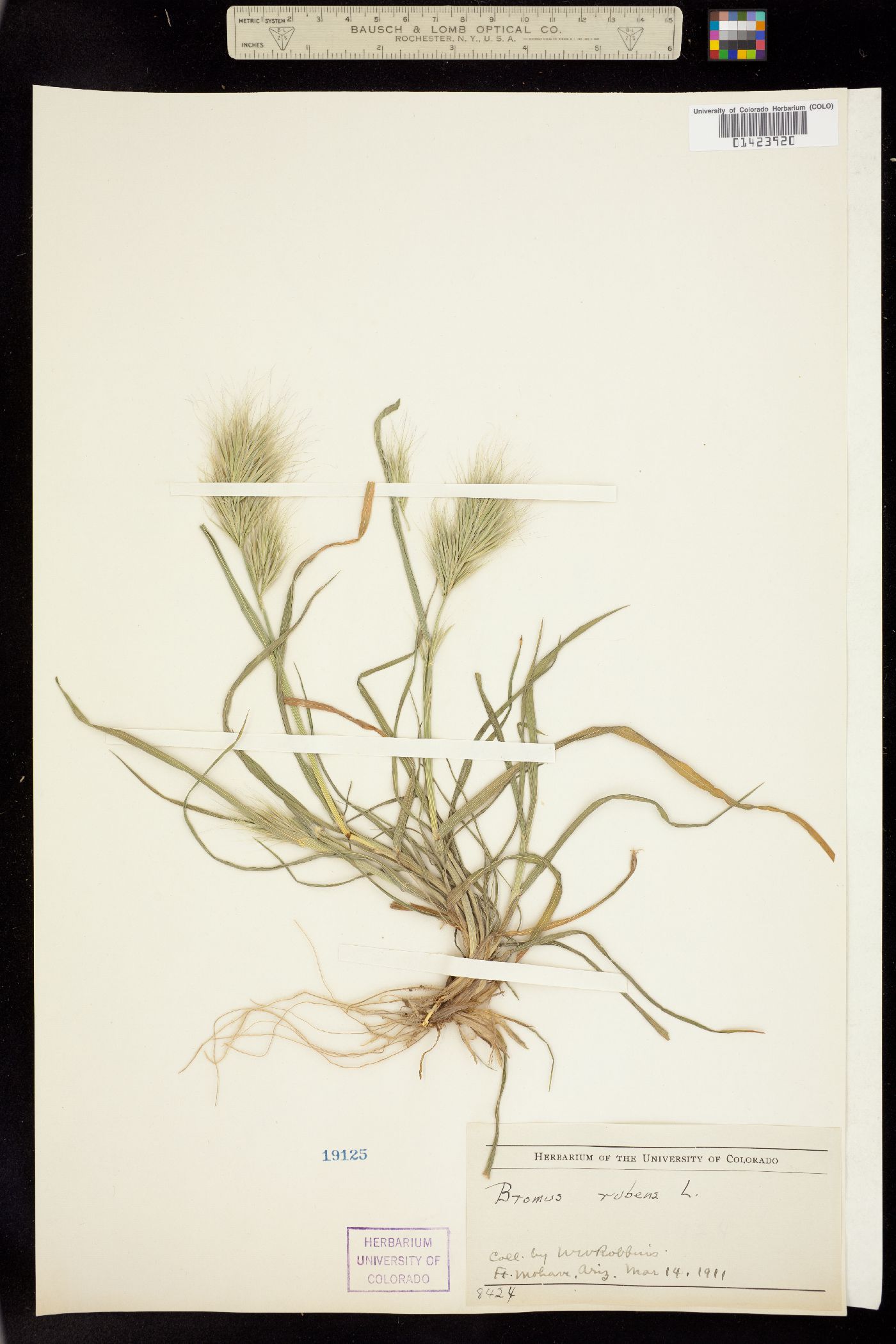 Bromus rubens image