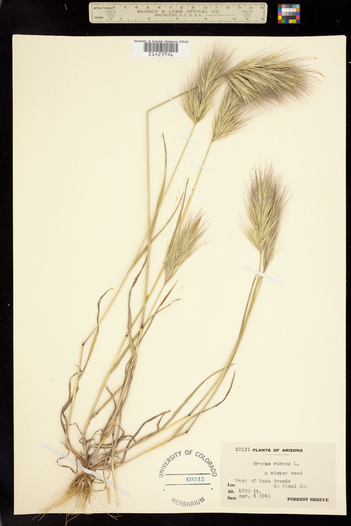 Bromus rubens image