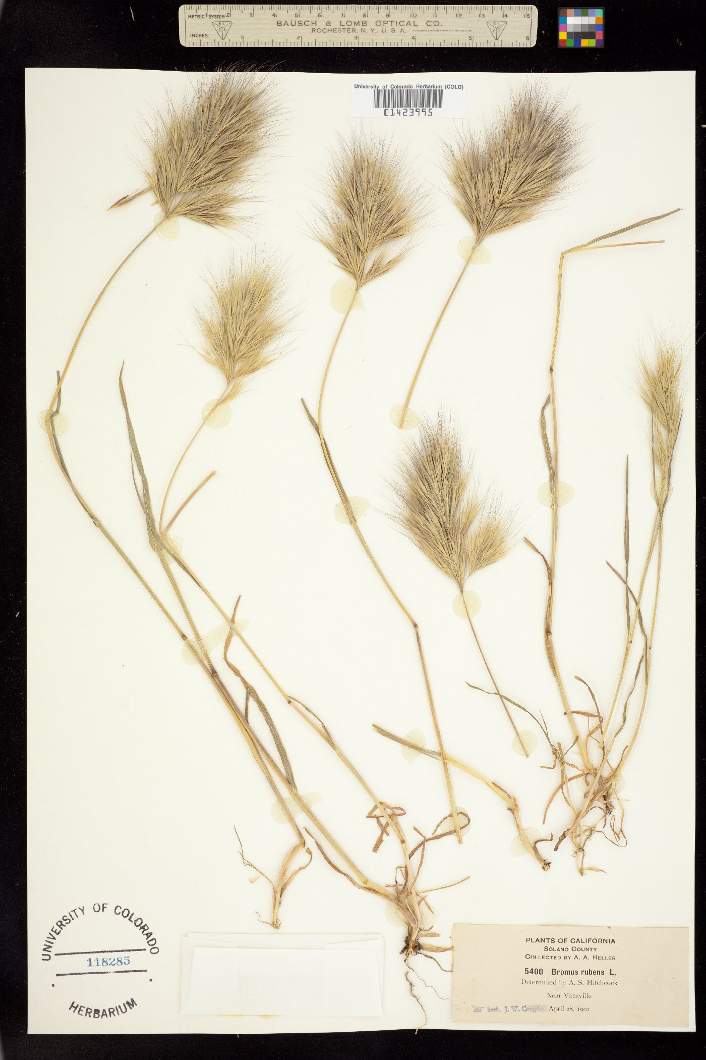 Bromus rubens image
