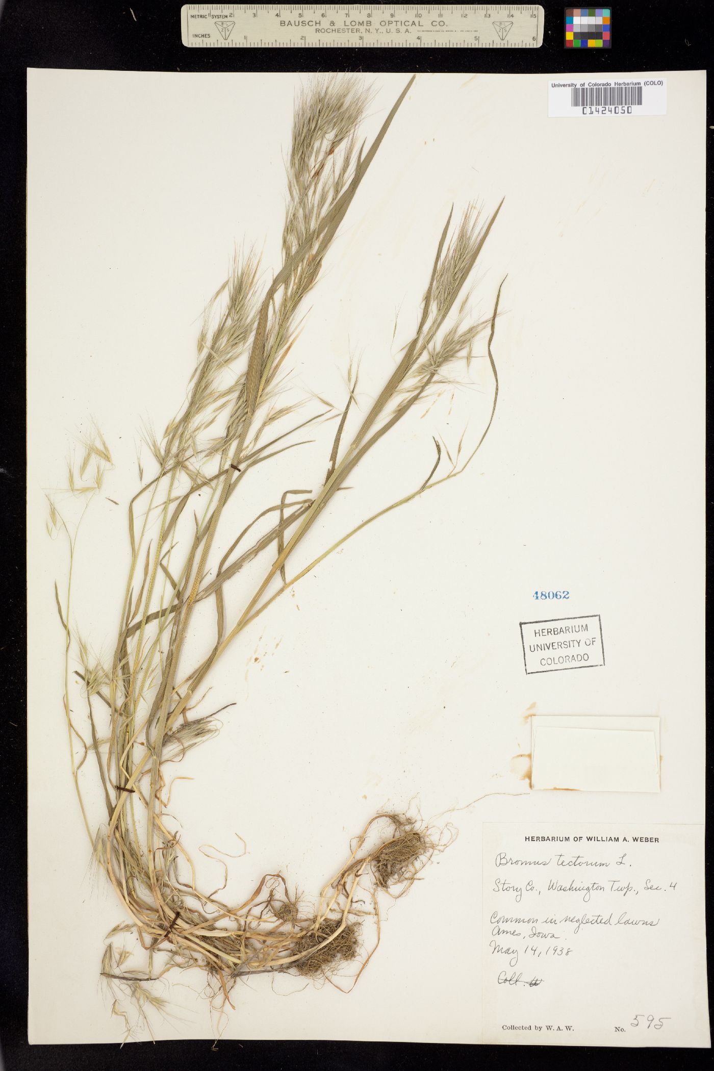Bromus tectorum image