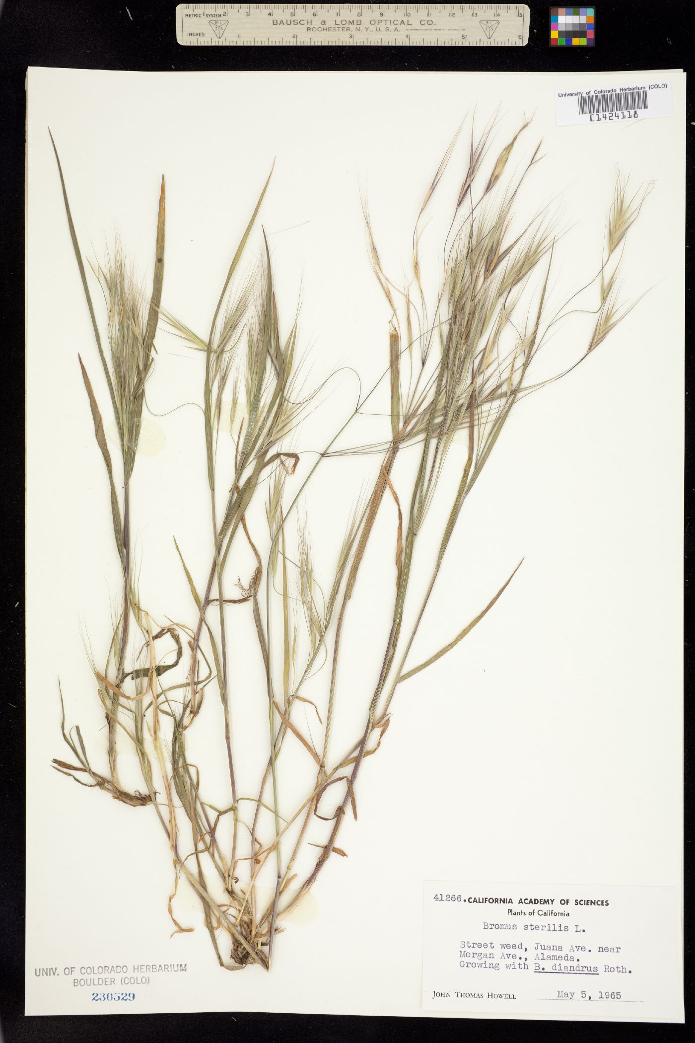 Bromus sterilis image