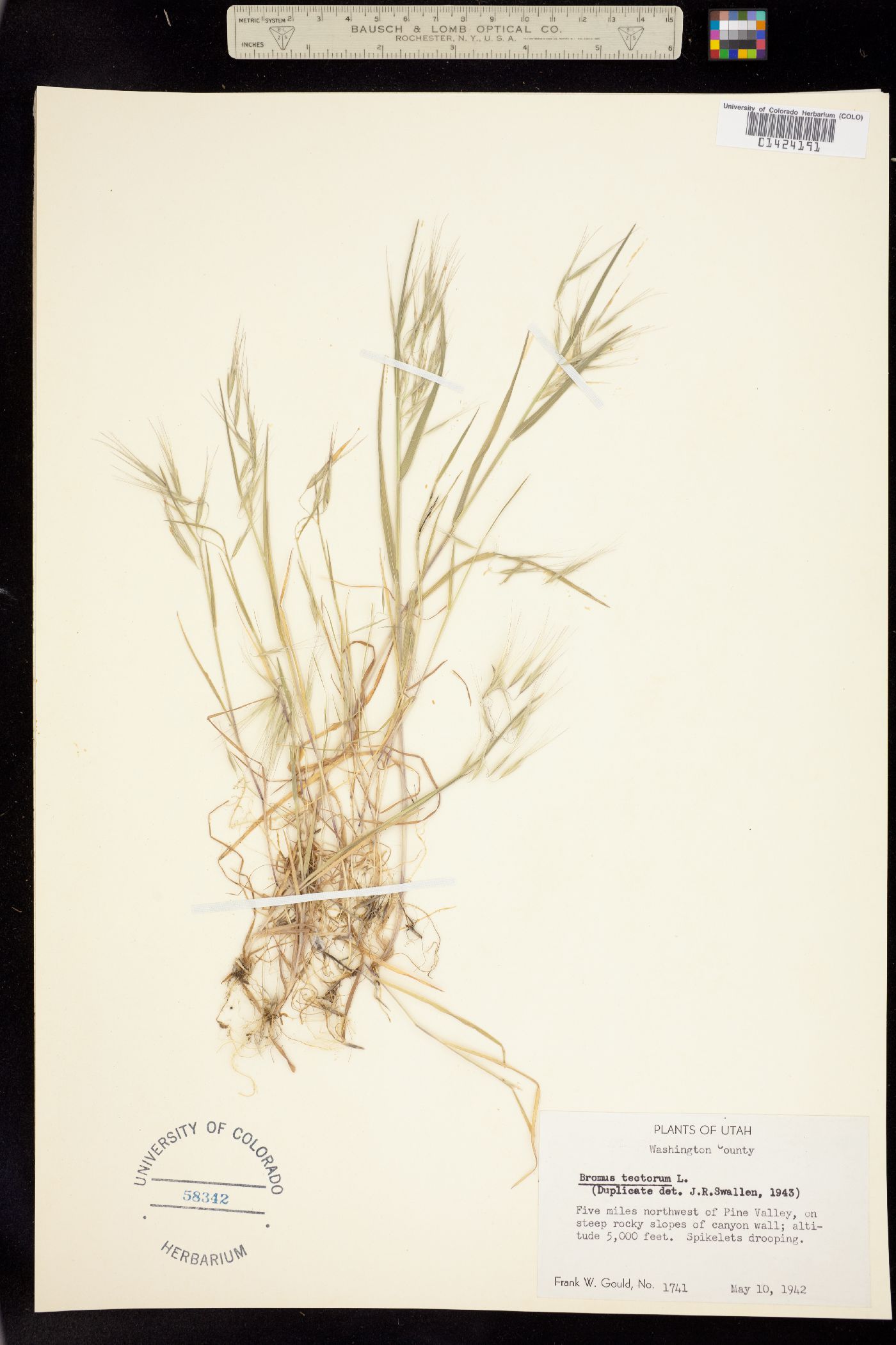 Bromus tectorum image