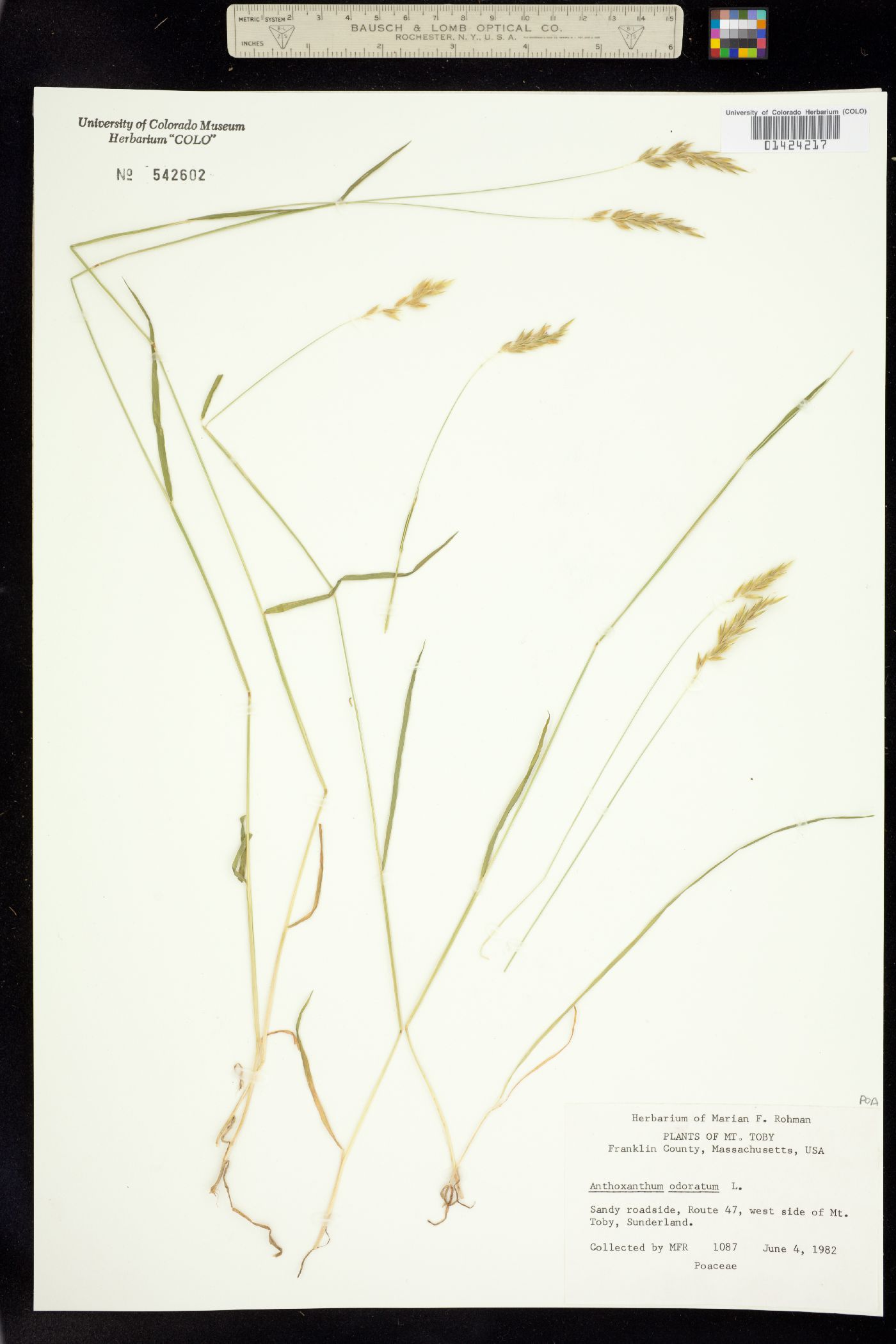 Anthoxanthum odoratum image