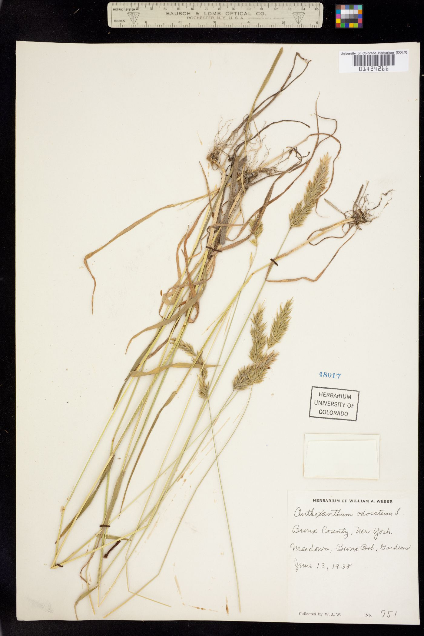 Anthoxanthum odoratum image