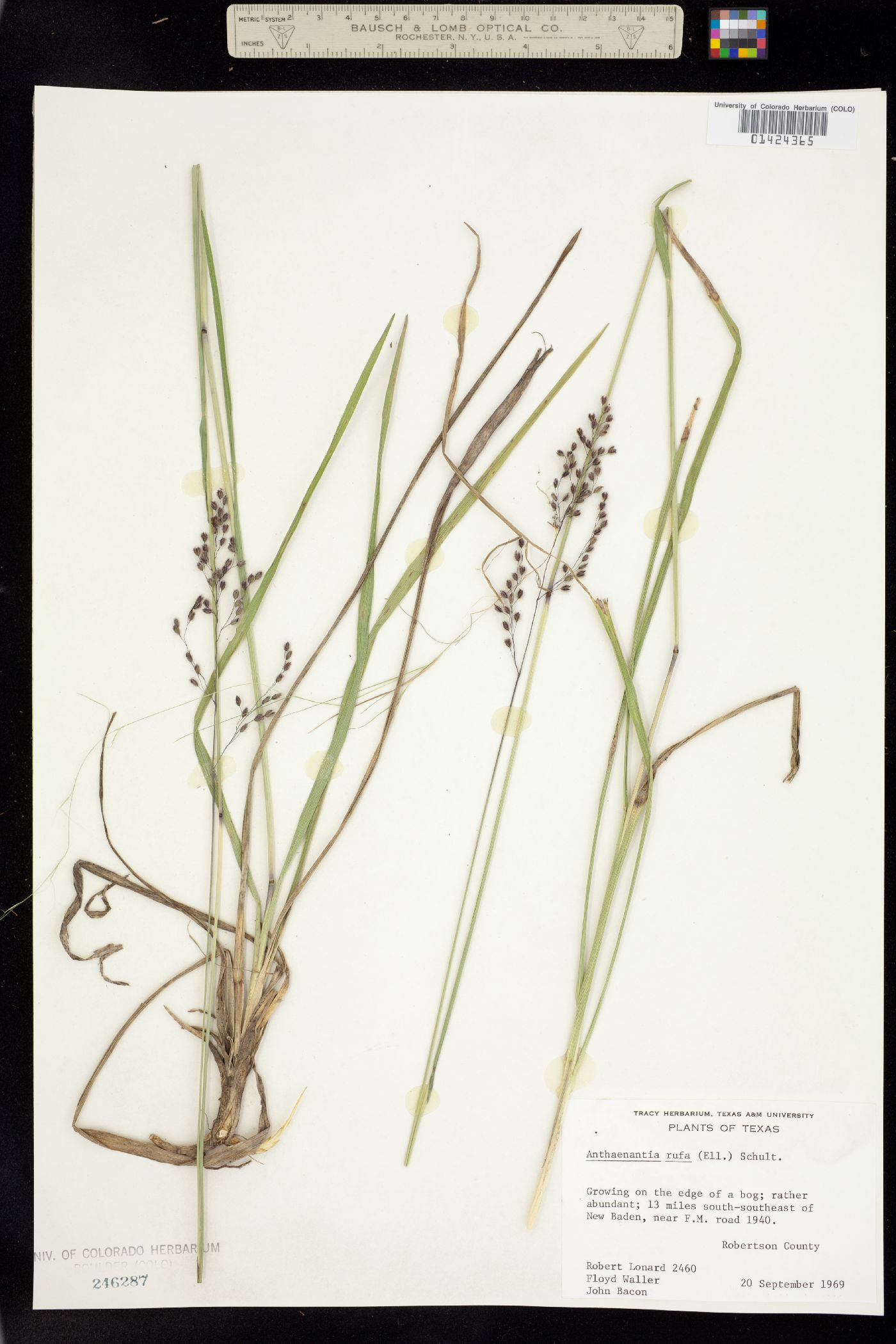 Anthaenantia image