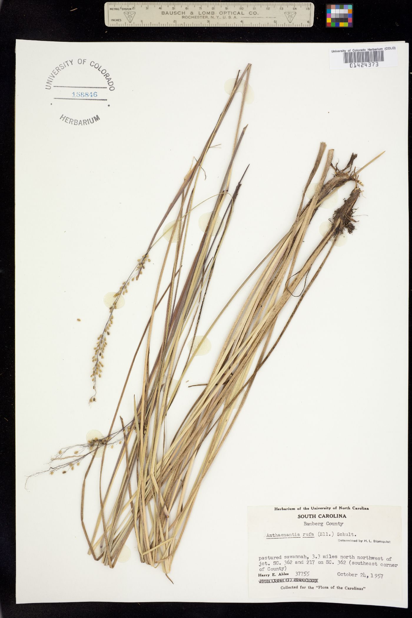 Anthaenantia image