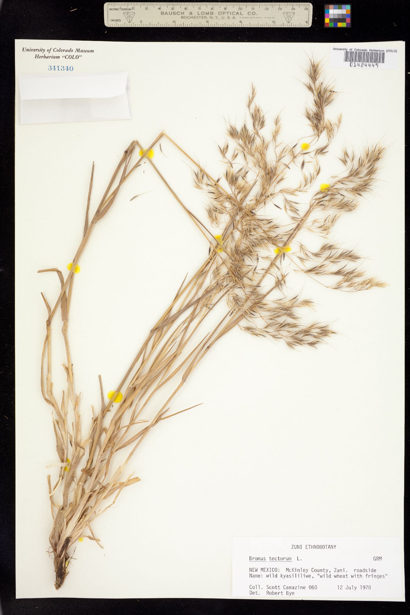 Bromus tectorum image