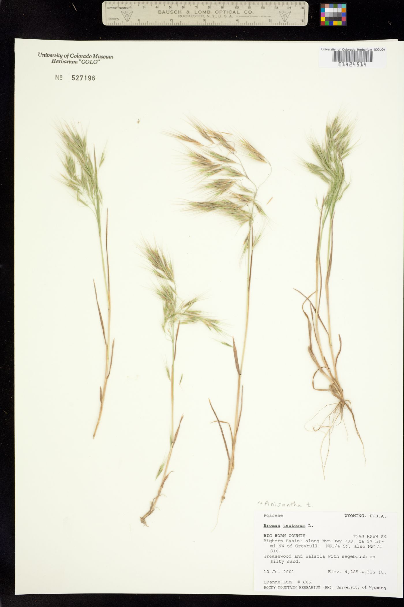 Bromus tectorum image