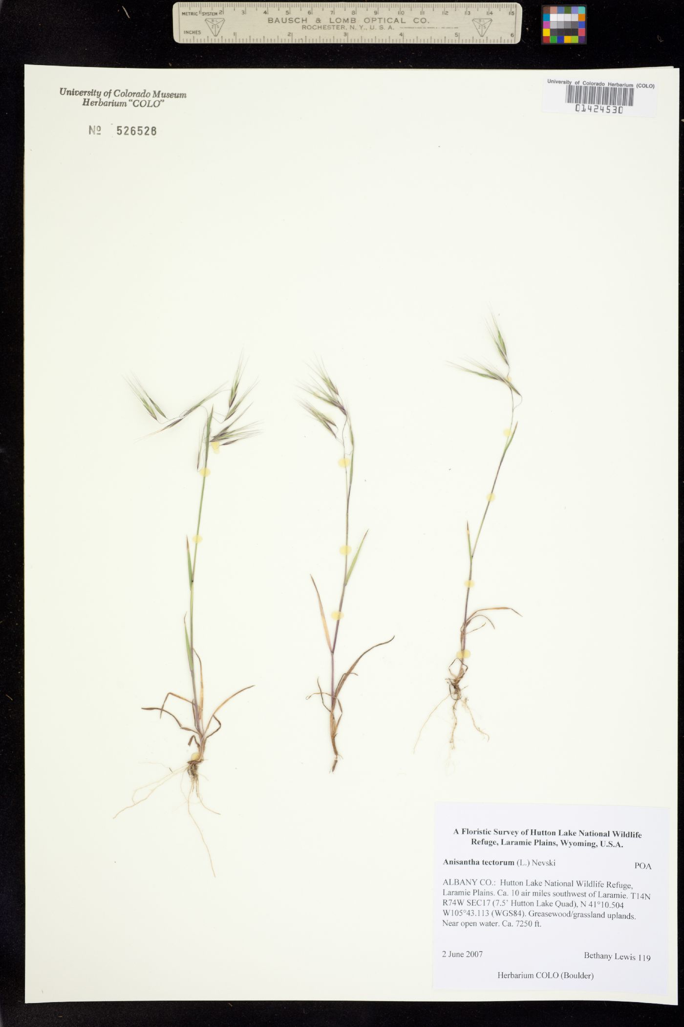 Bromus image