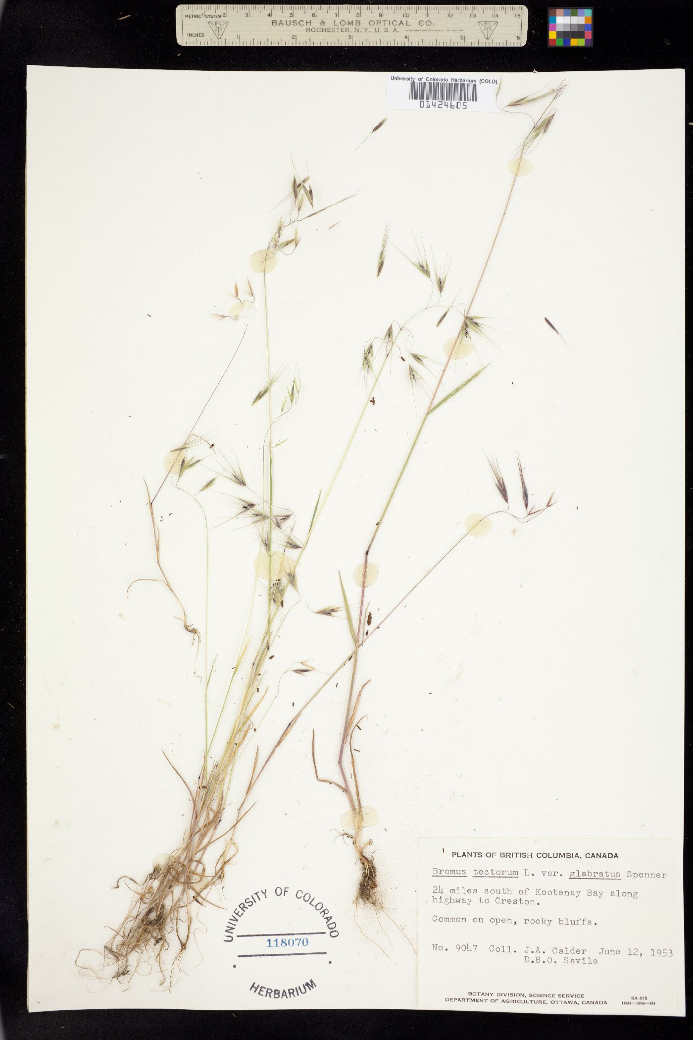 Bromus tectorum image