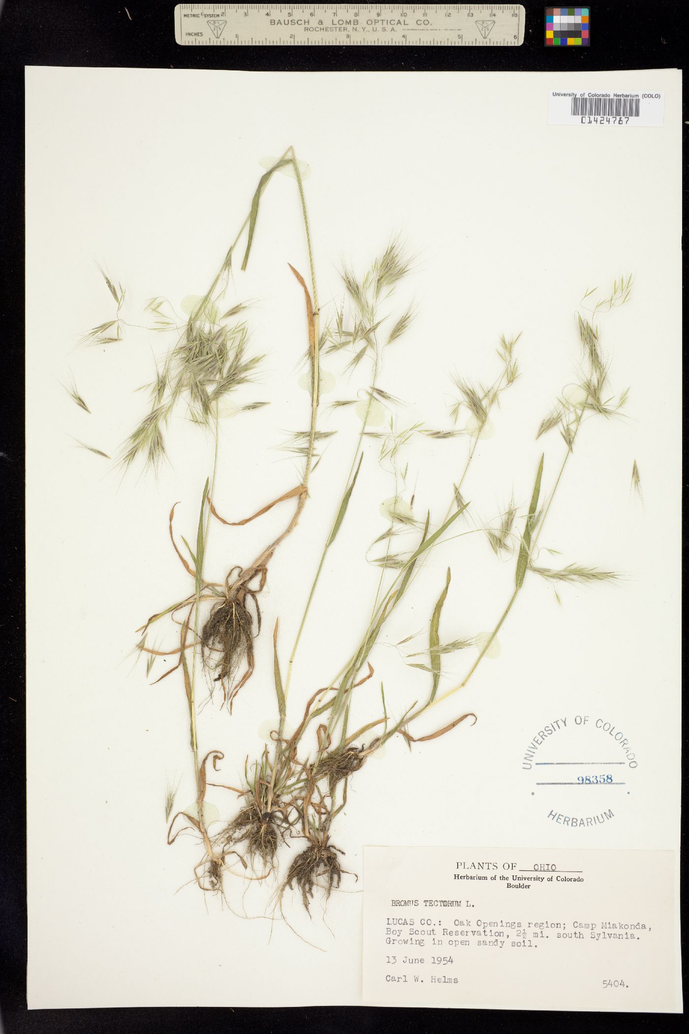 Bromus image
