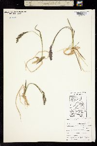 Arctagrostis latifolia image