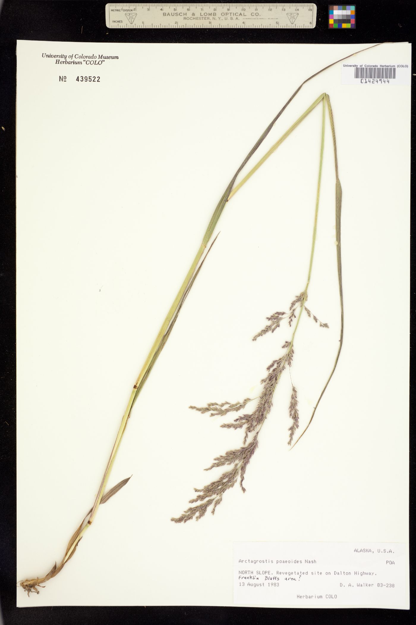 Arctagrostis poaeoides image