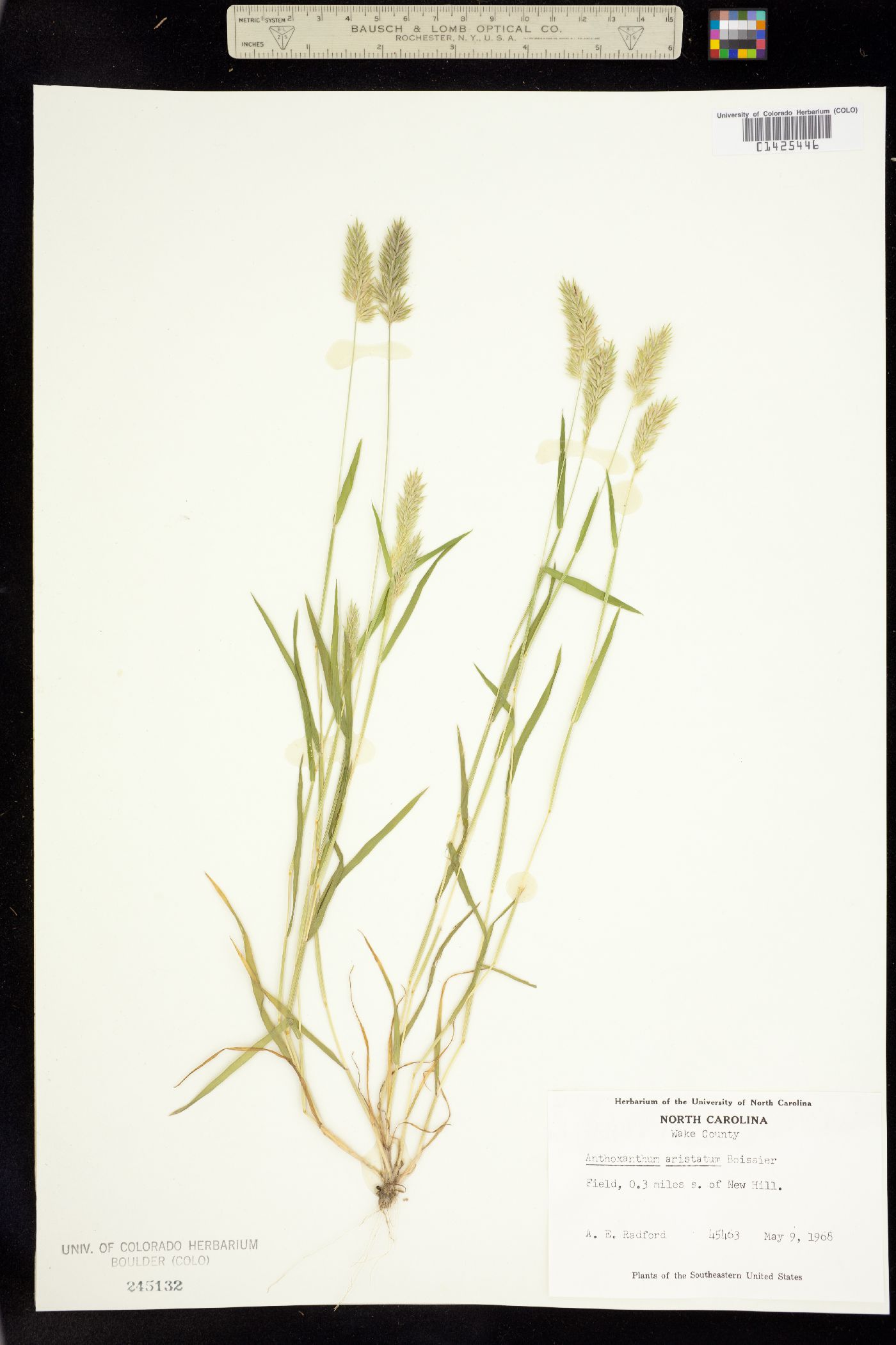 Anthoxanthum aristatum image