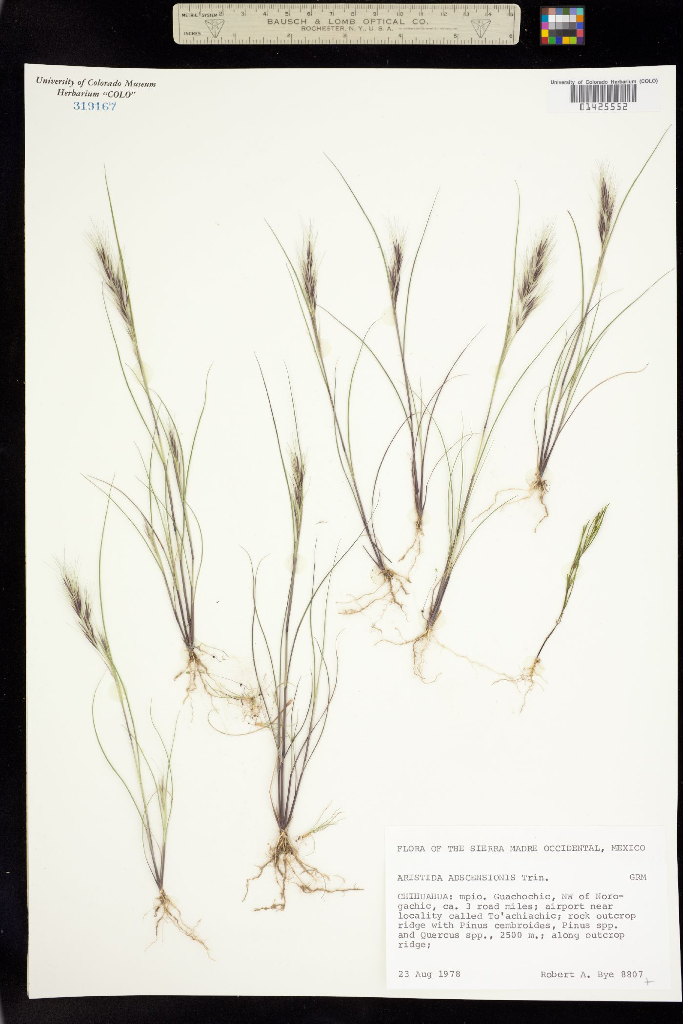 Aristida adscensionis image