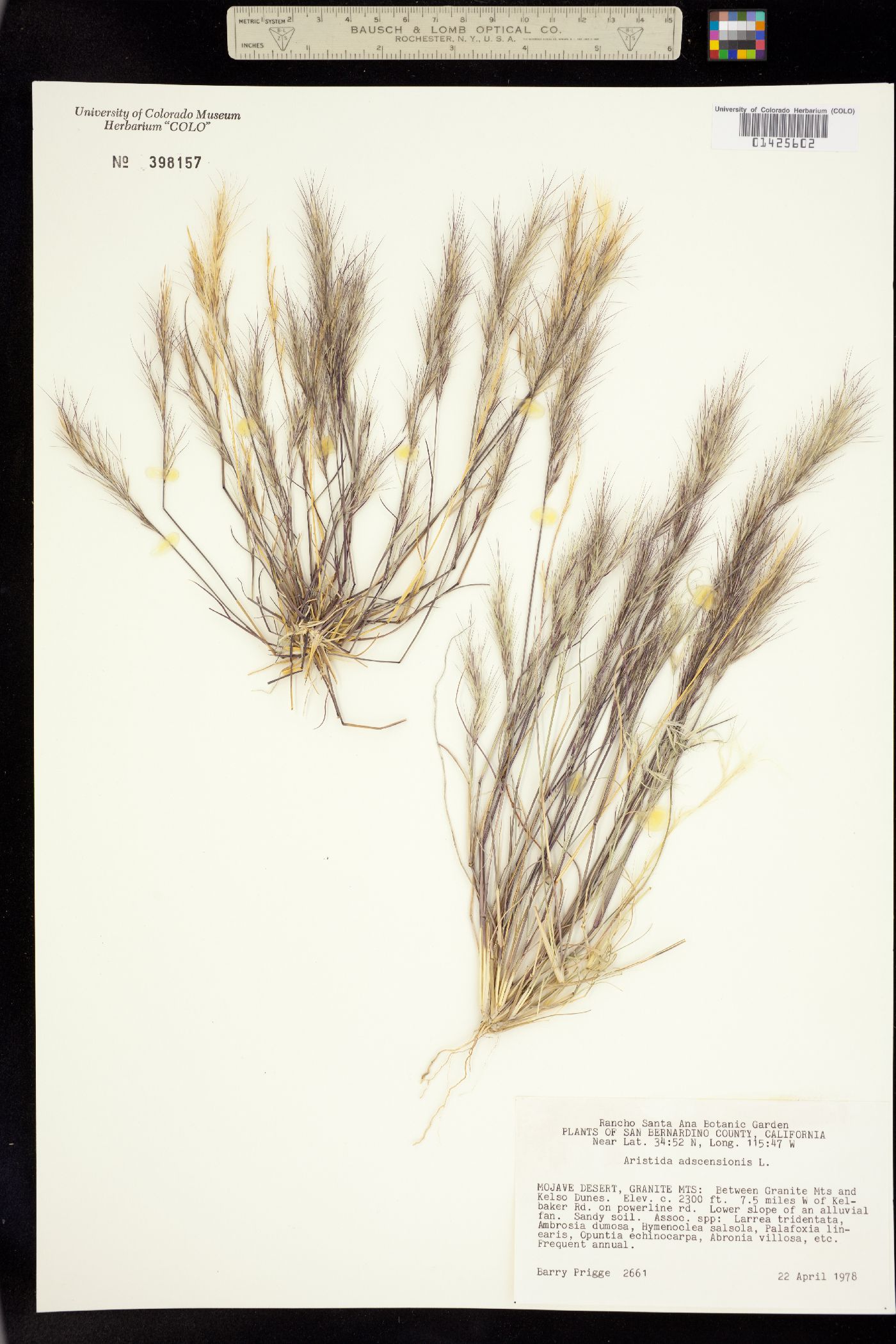 Aristida image
