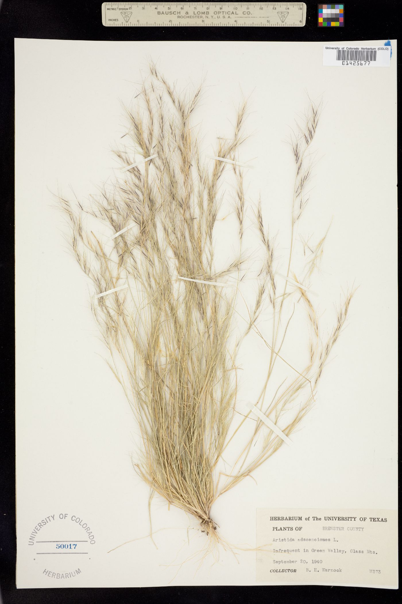 Aristida adscensionis image
