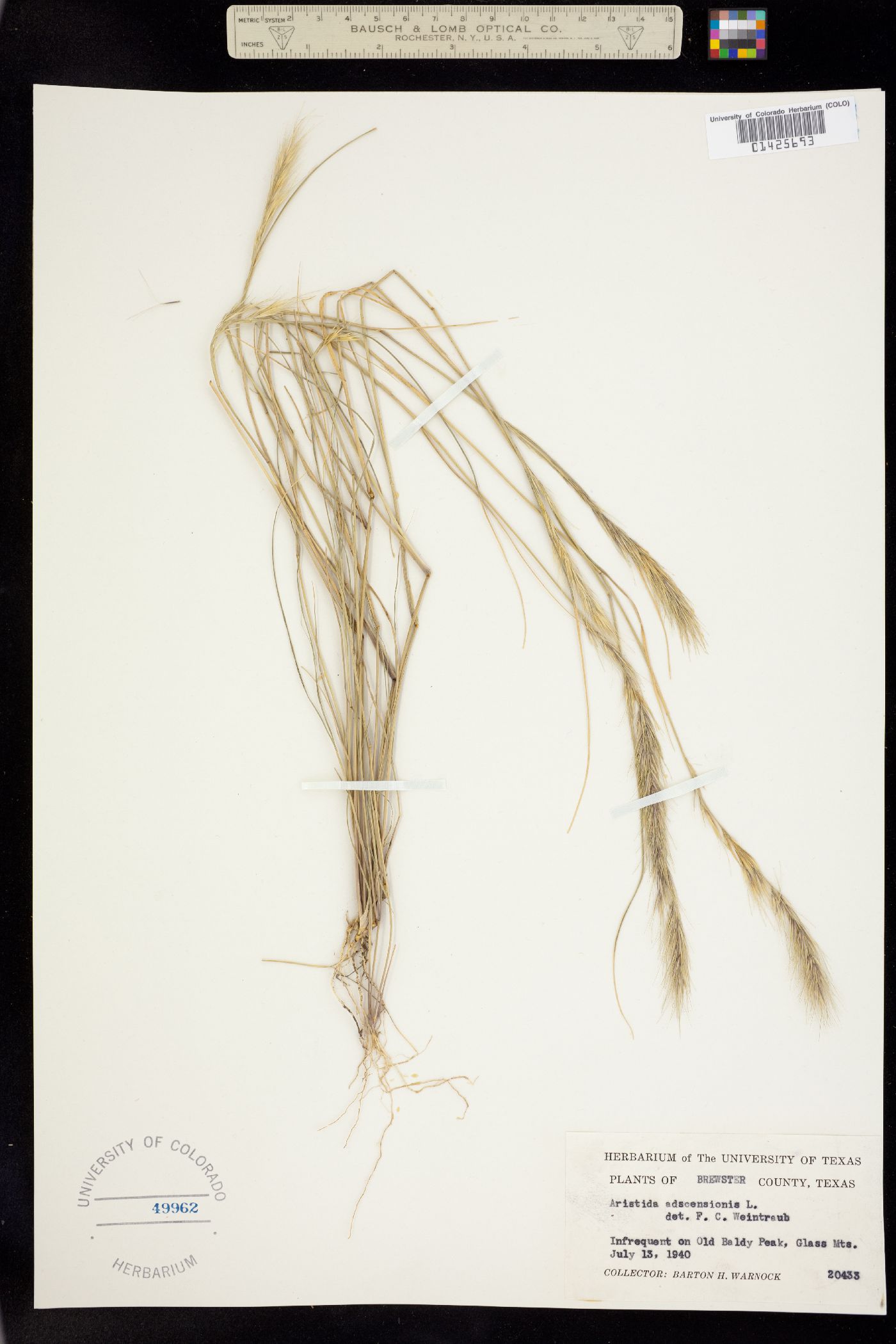 Aristida adscensionis image