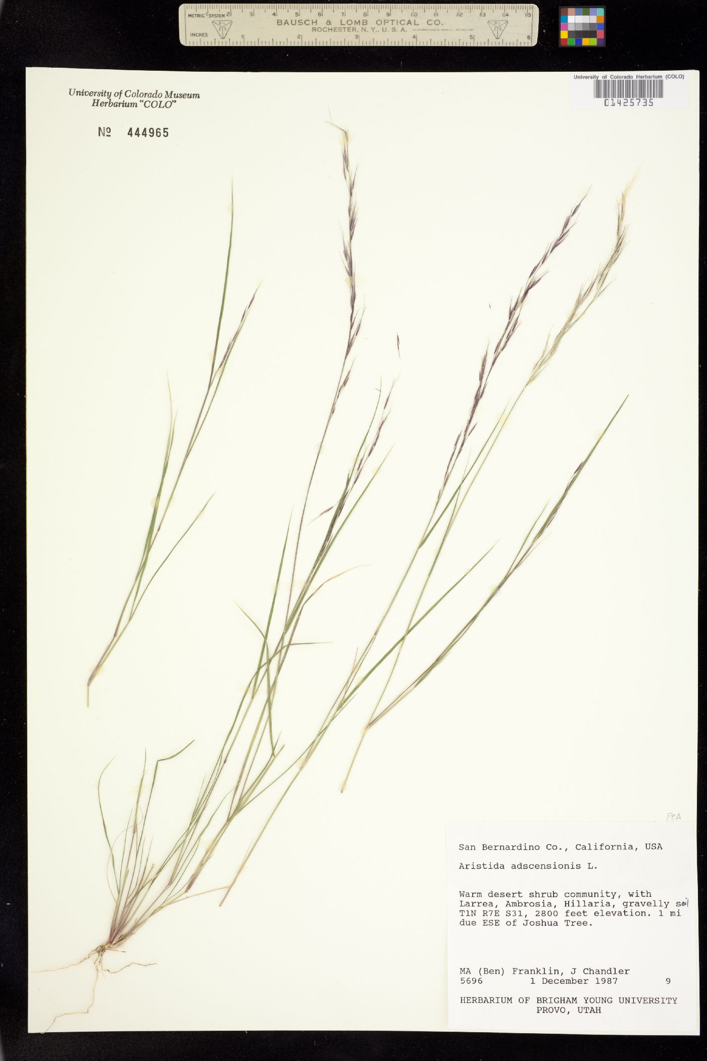 Aristida adscensionis image