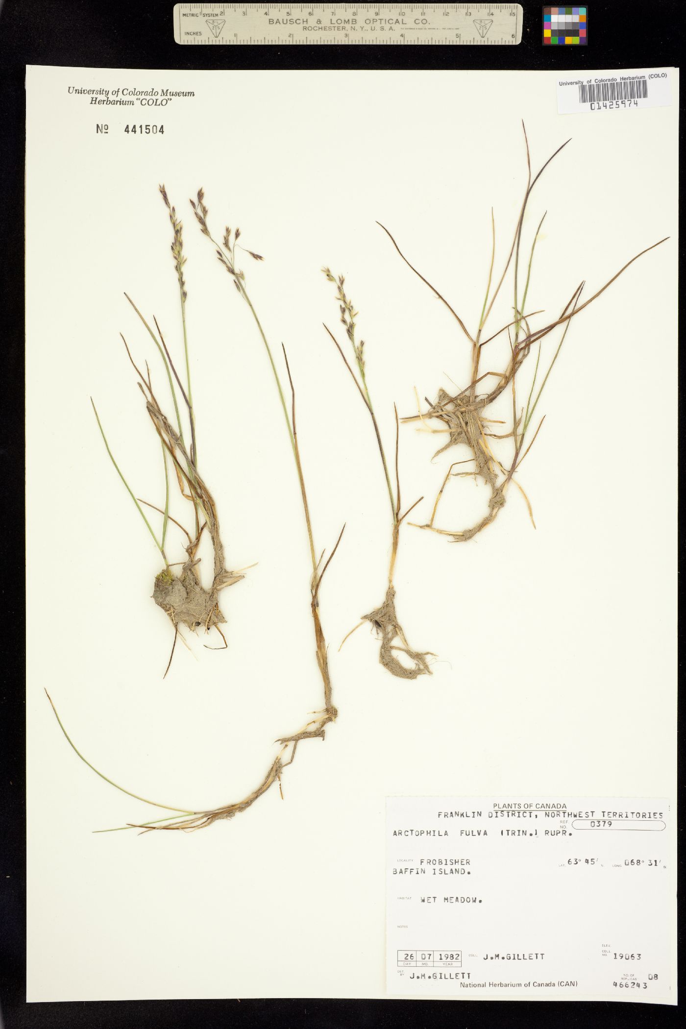 Arctophila fulva image