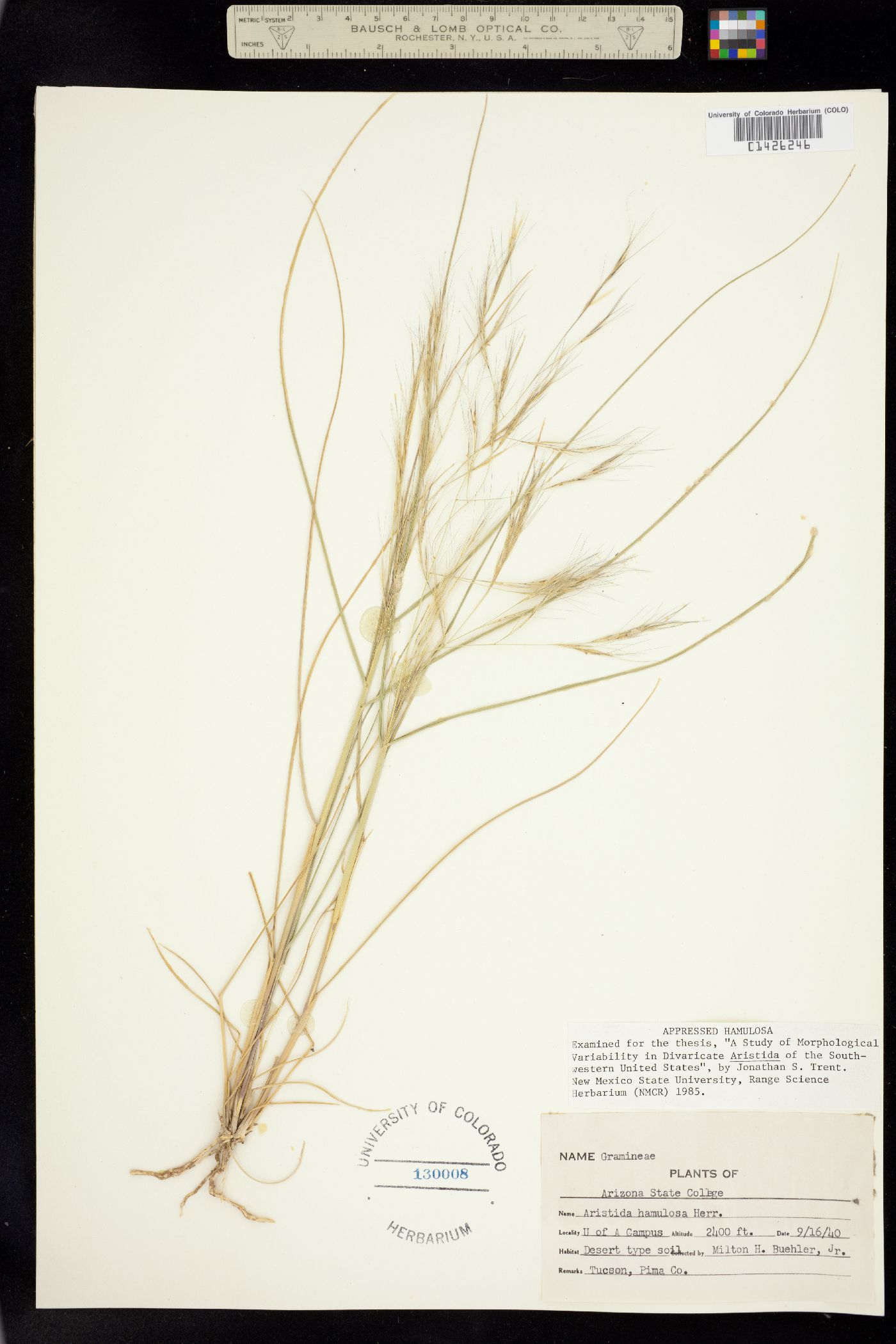 Aristida hamulosa image