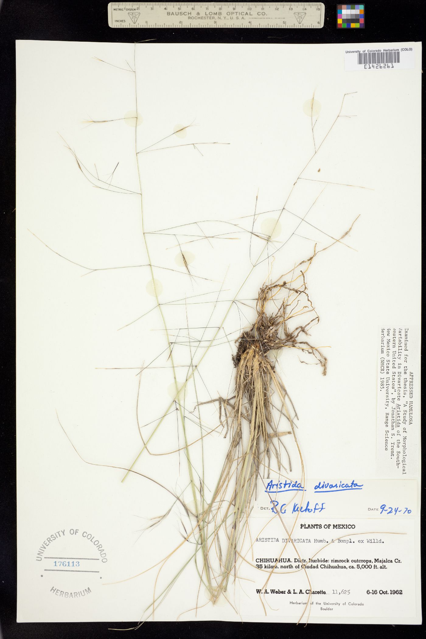 Aristida hamulosa image