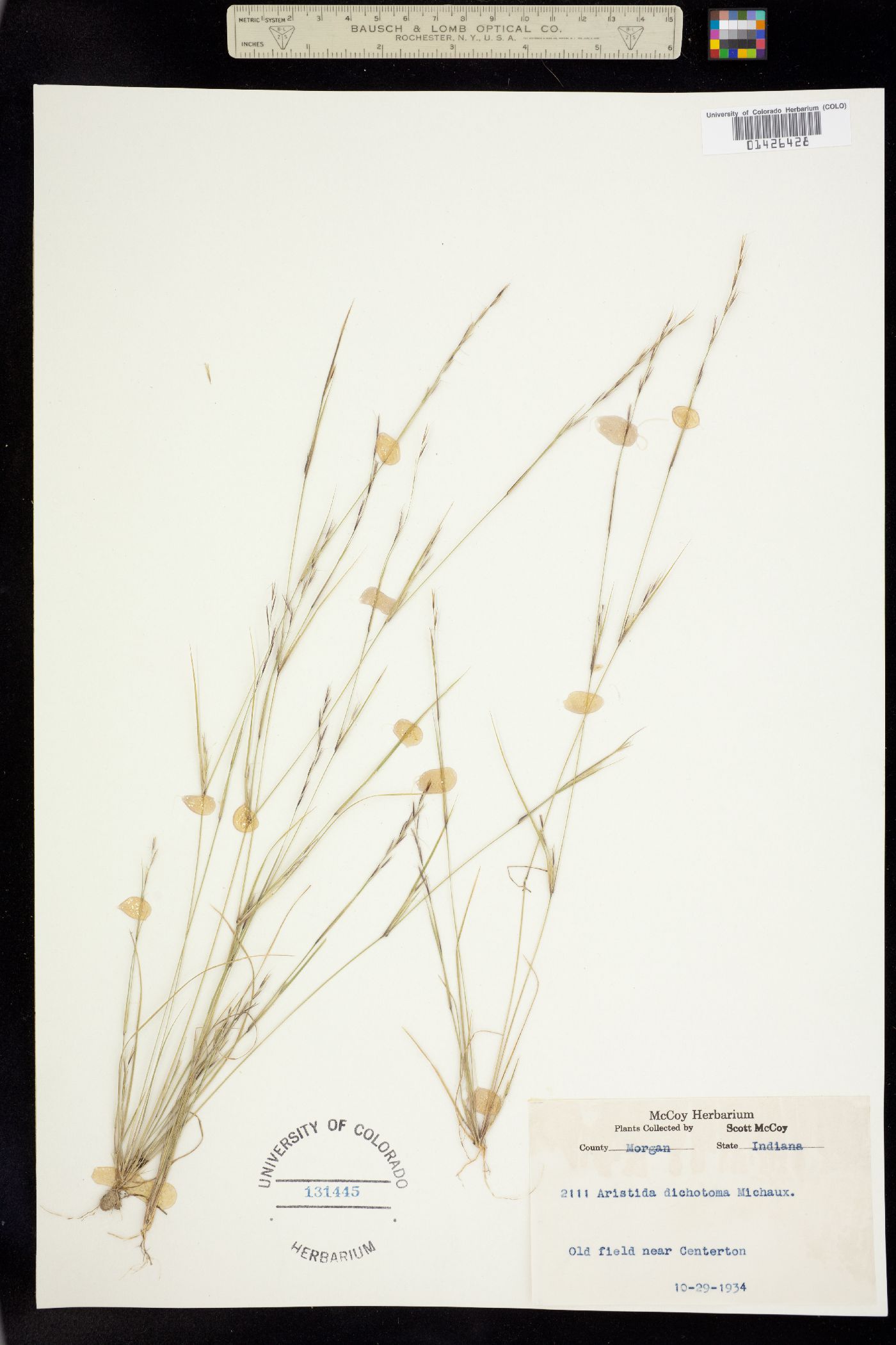 Aristida dichotoma image