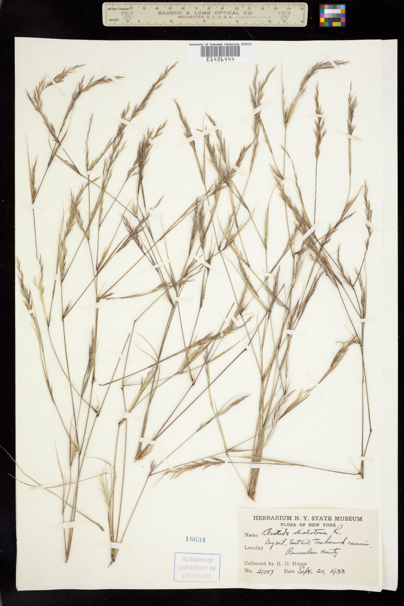 Aristida dichotoma image