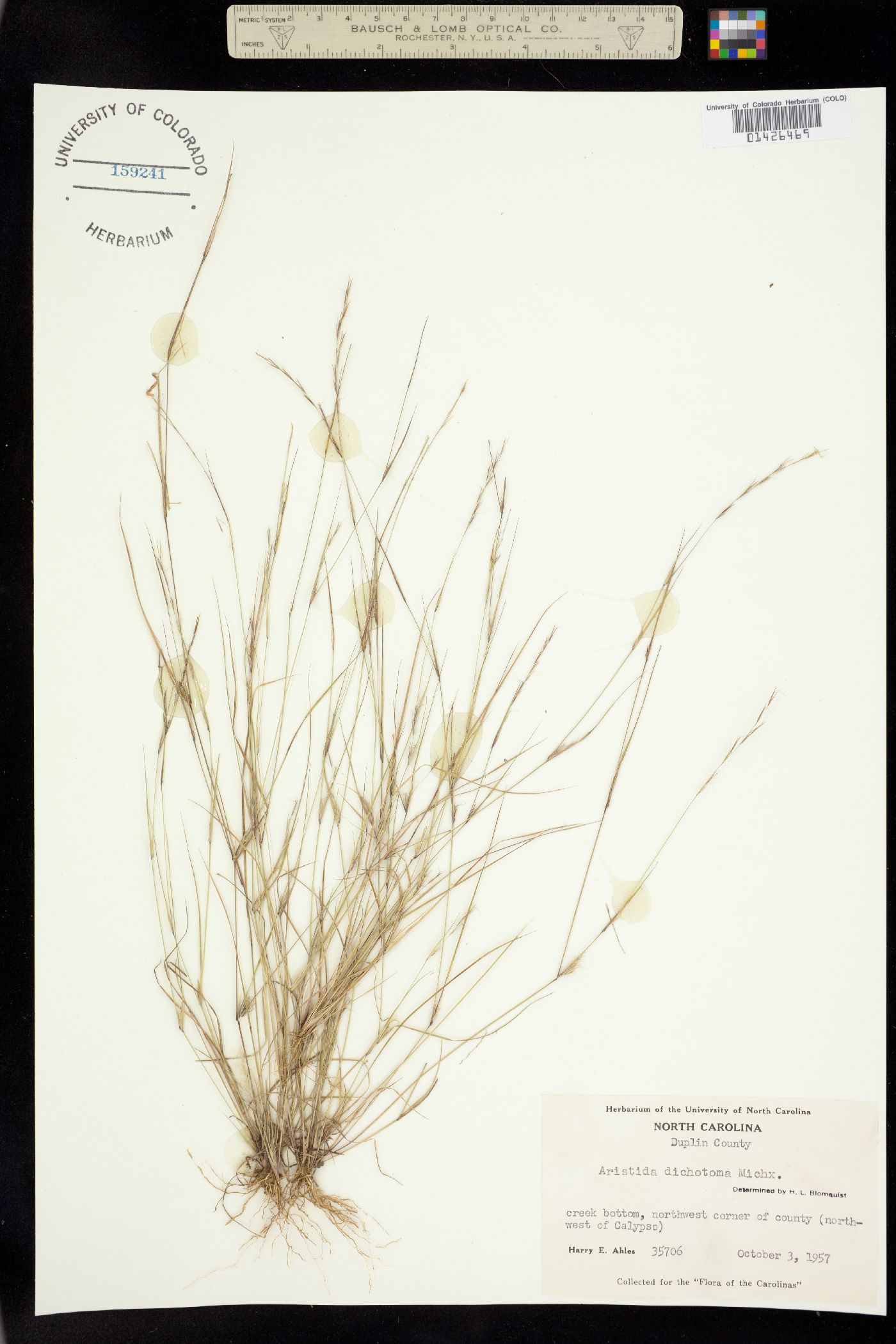 Aristida dichotoma image