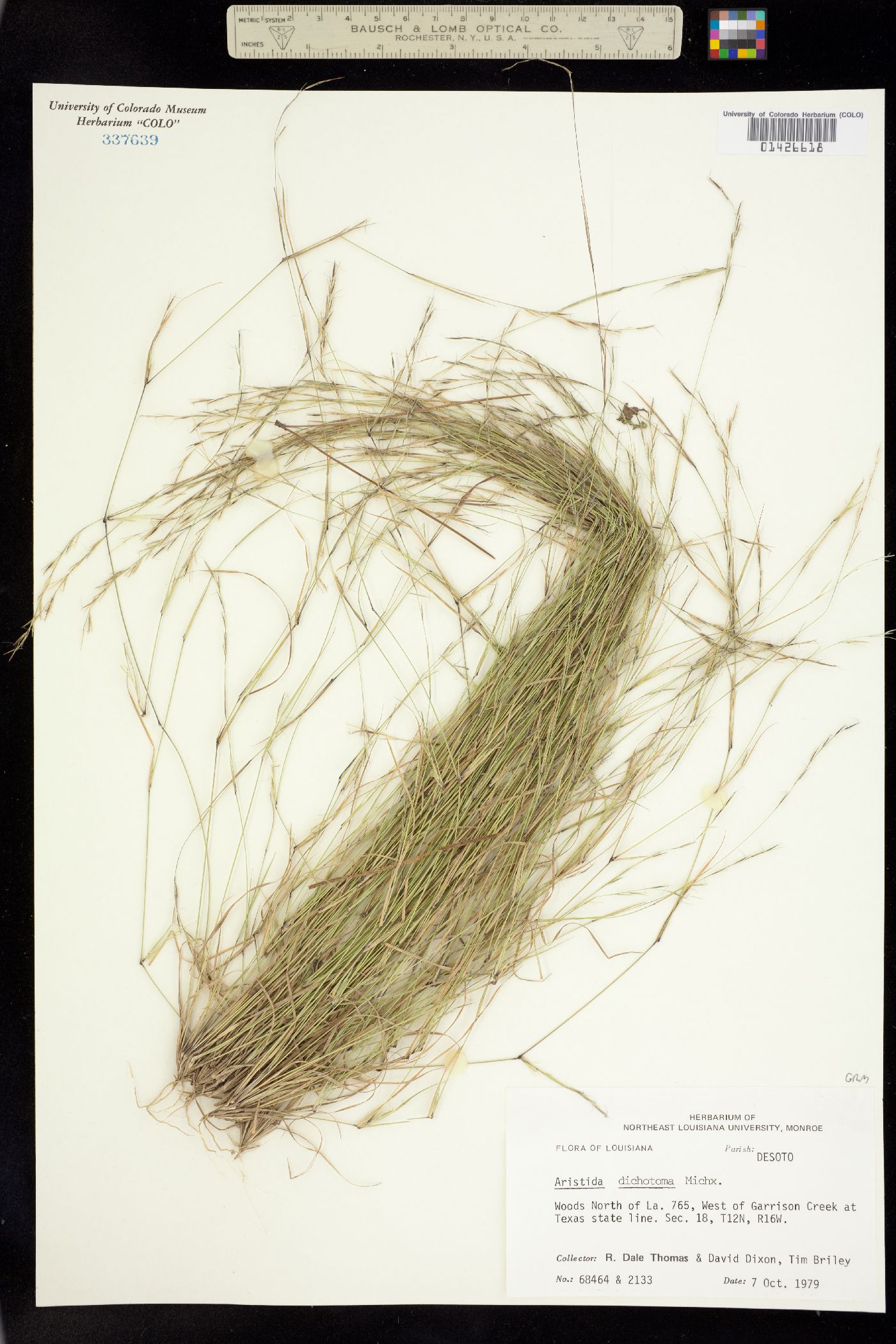 Aristida dichotoma image