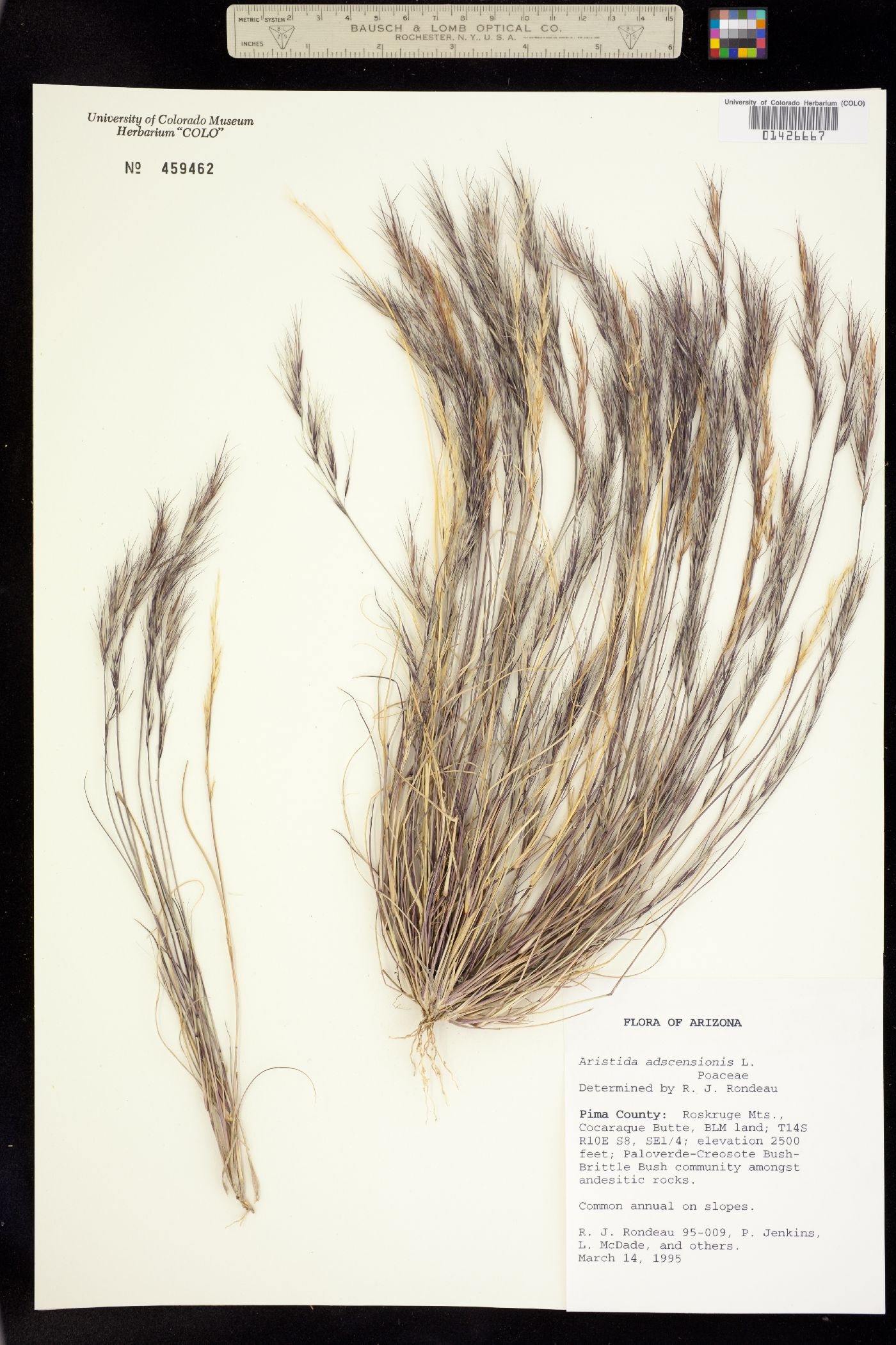 Aristida adscensionis image