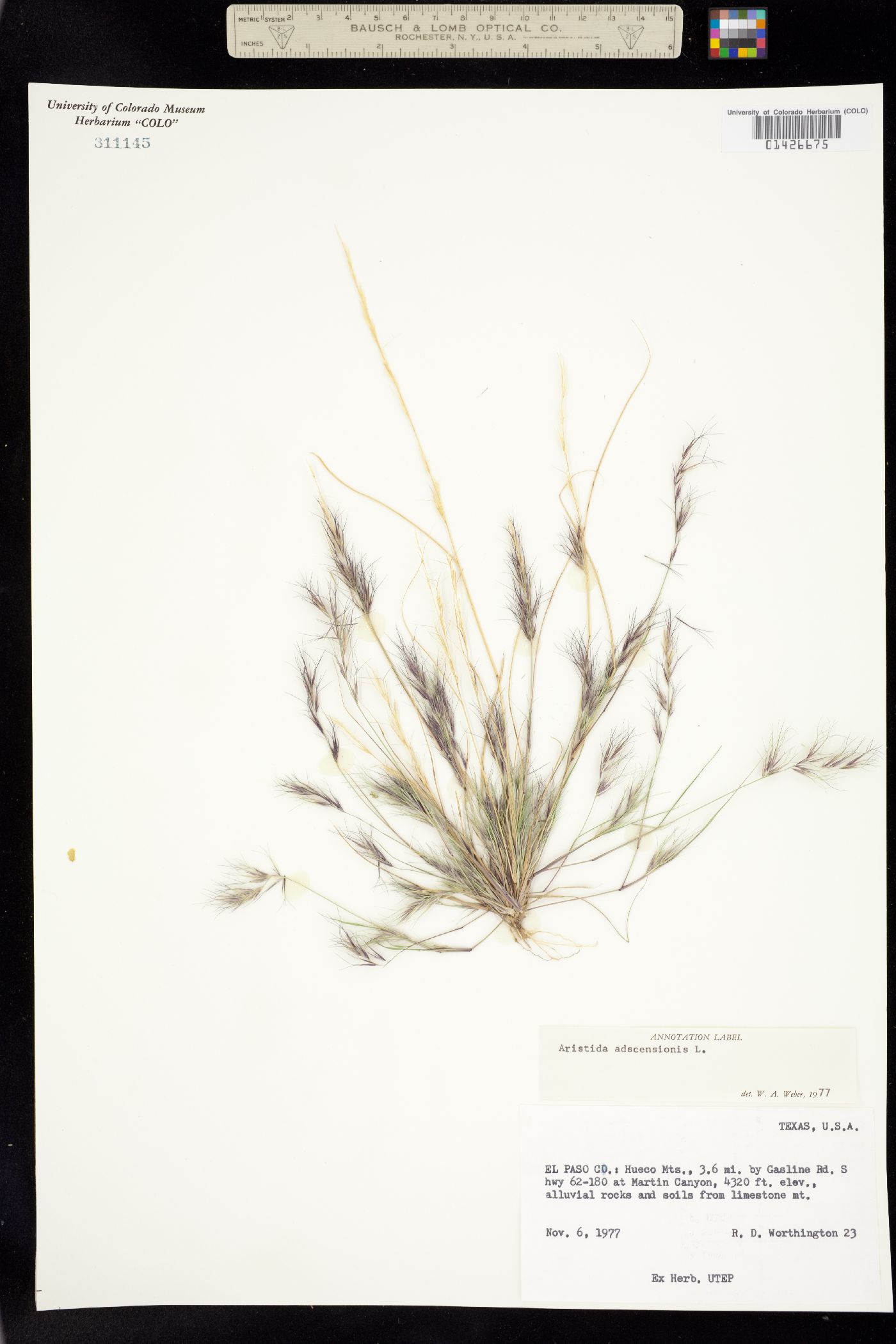 Aristida adscensionis image